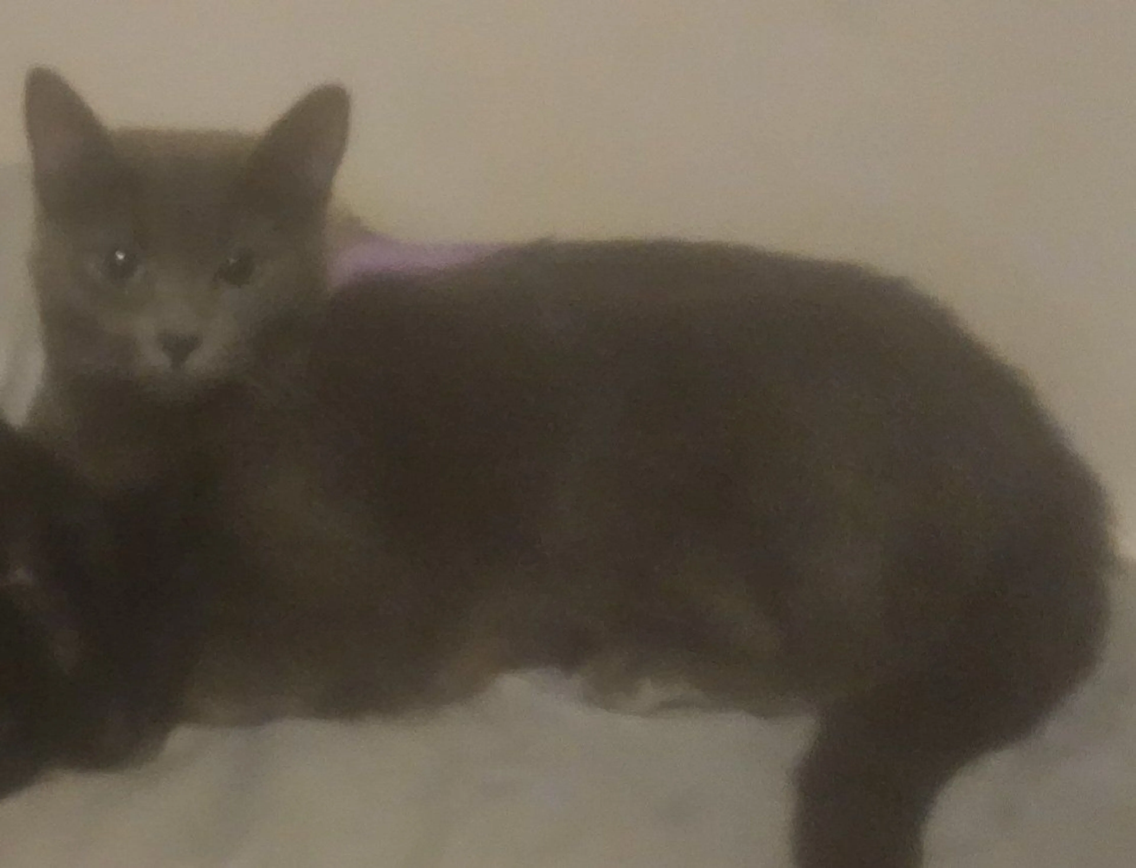 Lost pet