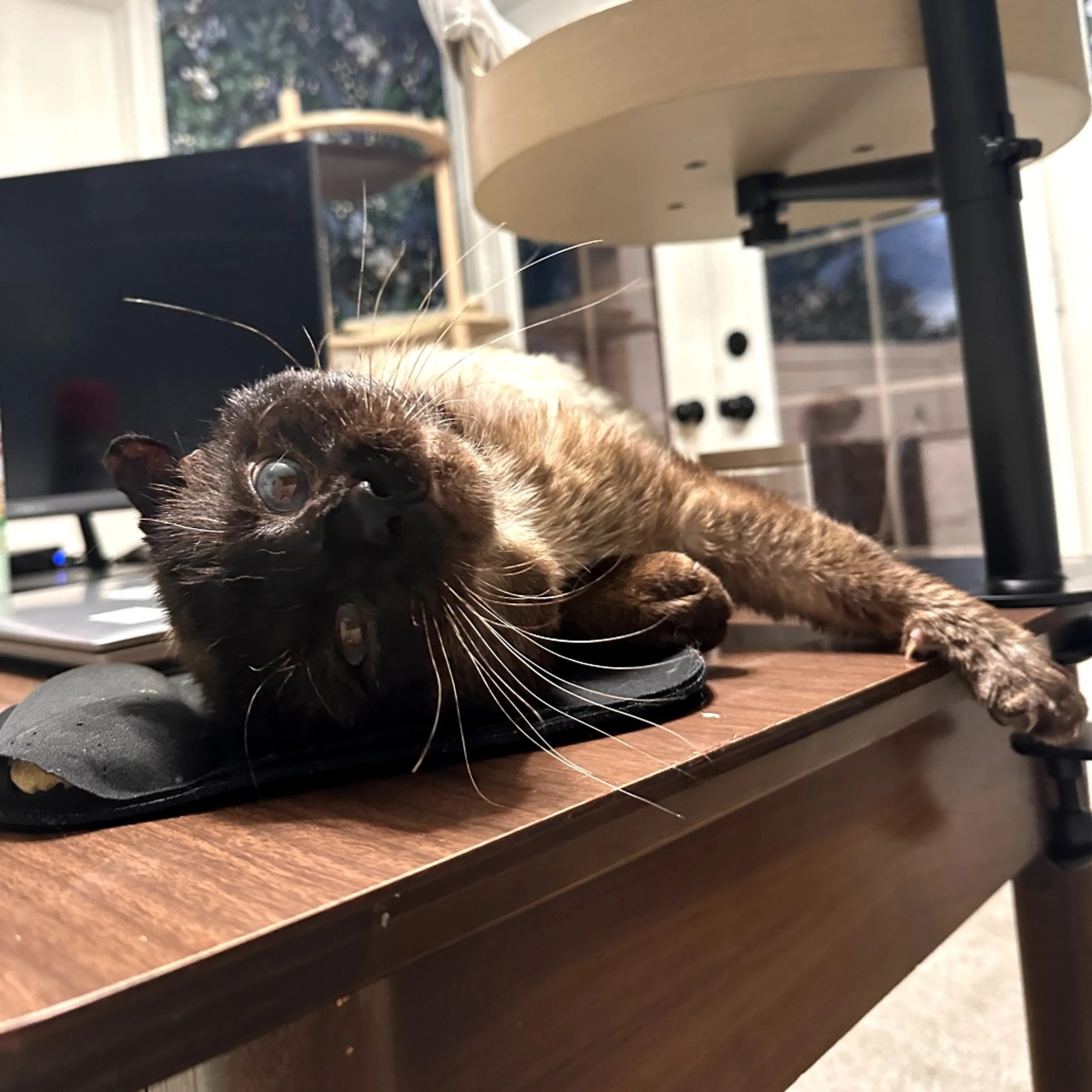 Found pet-4