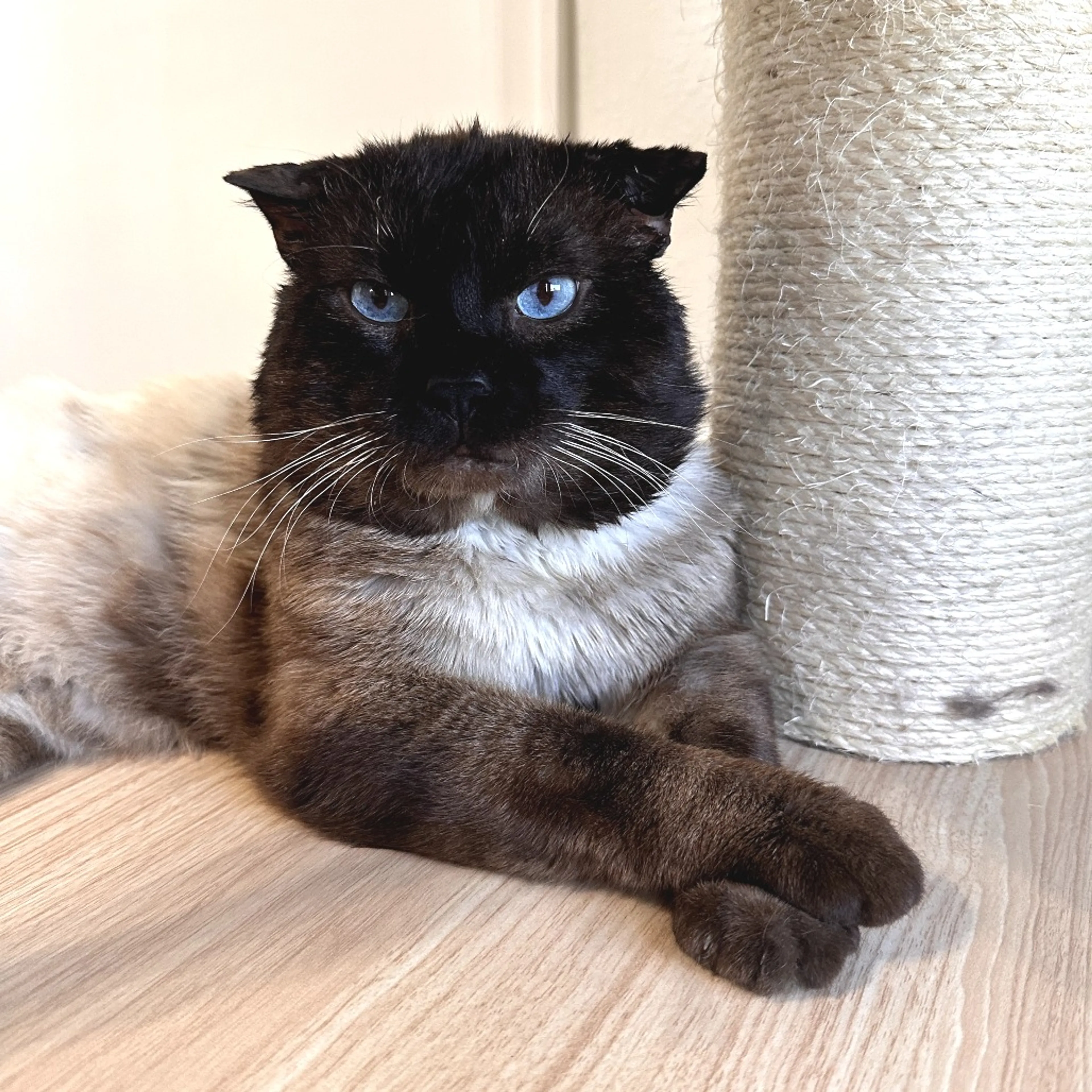 Found pet-1