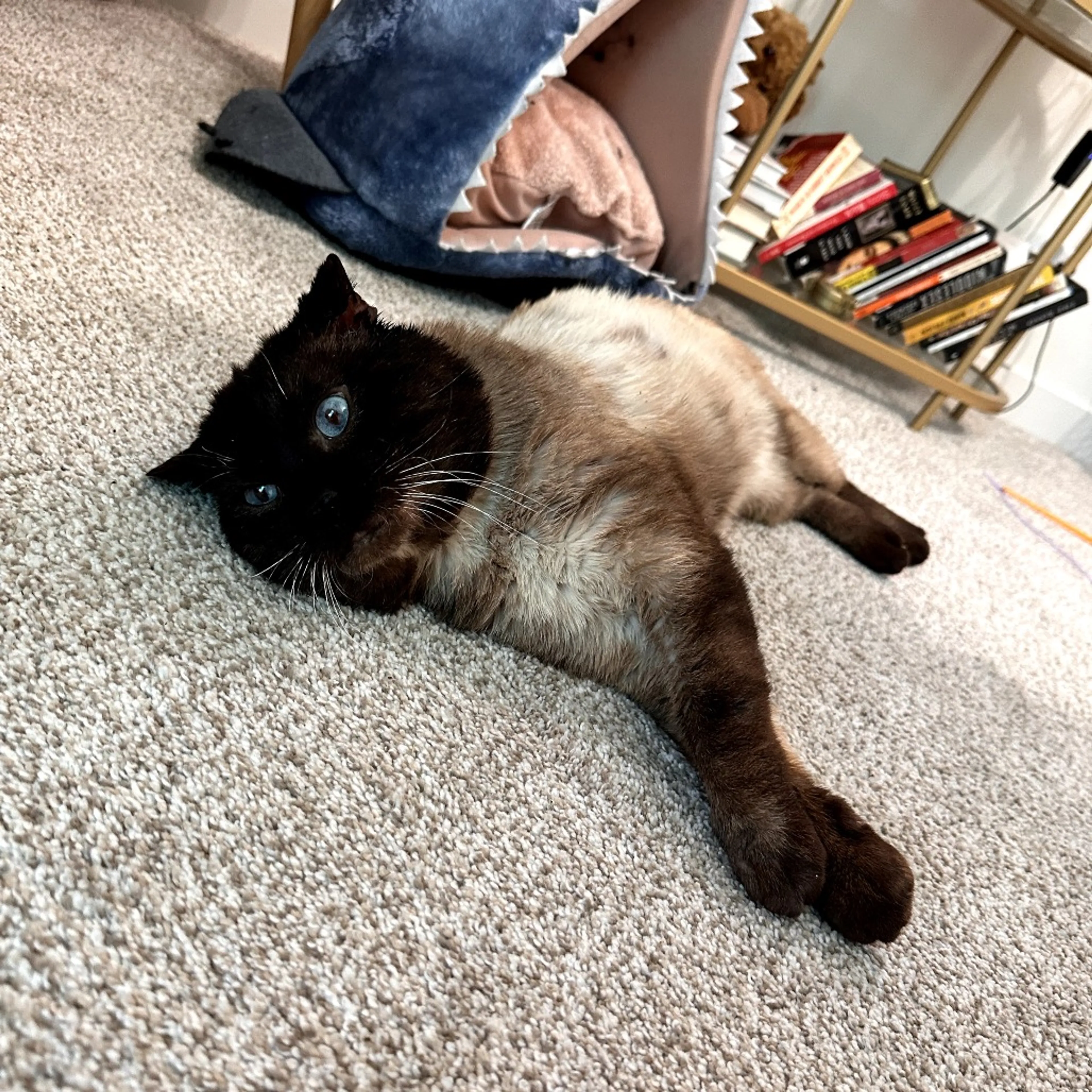 Found pet-2