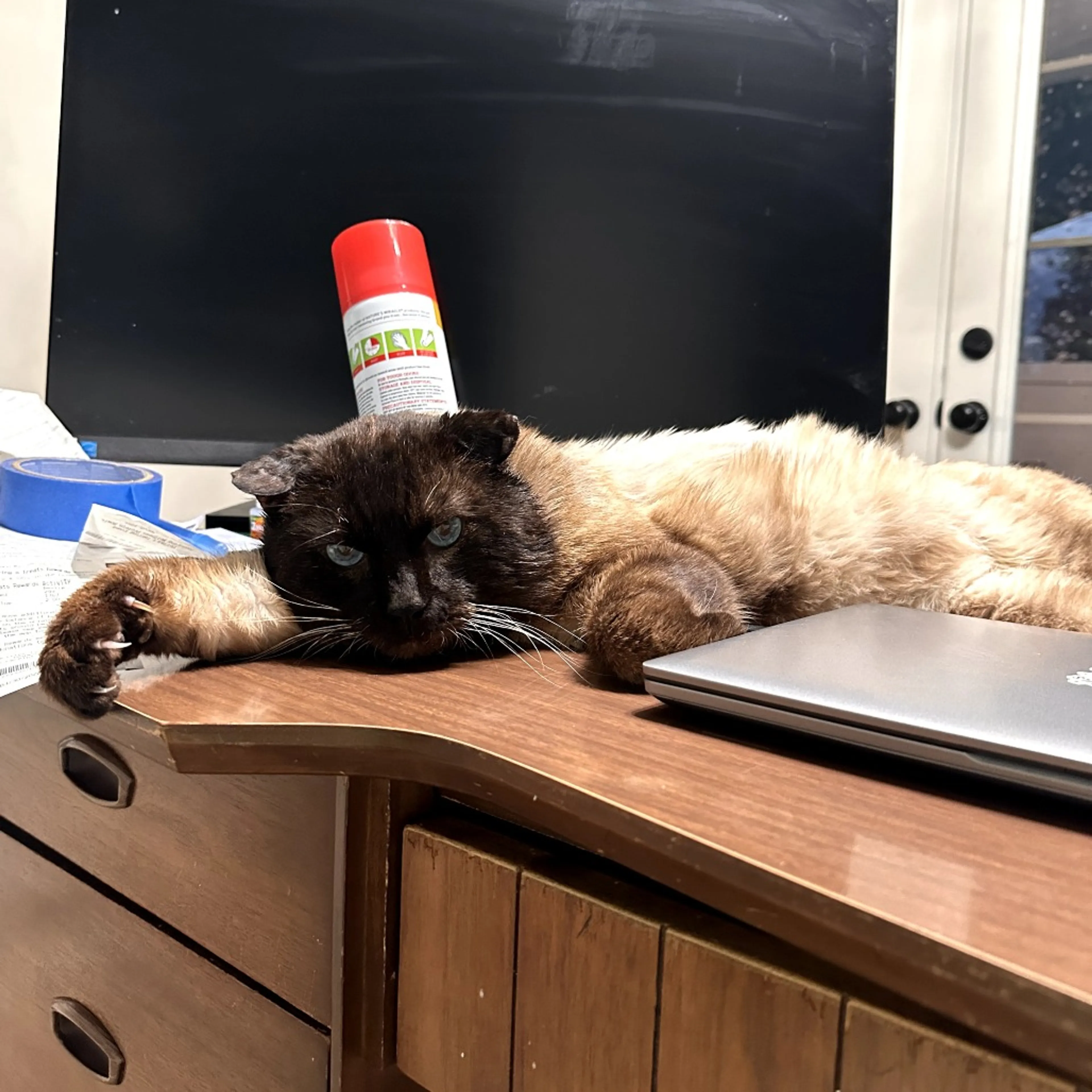 Found pet-5