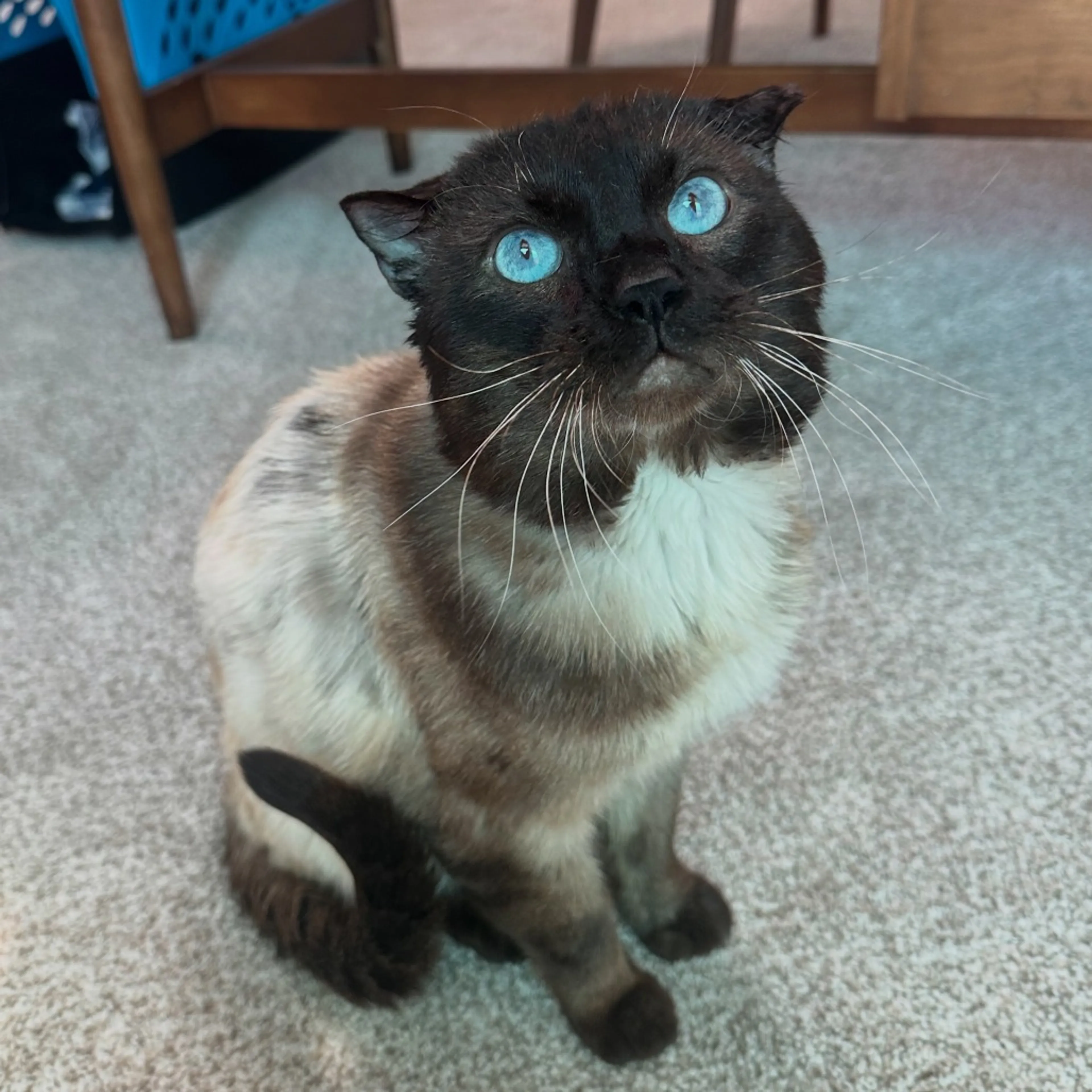 Found pet-7