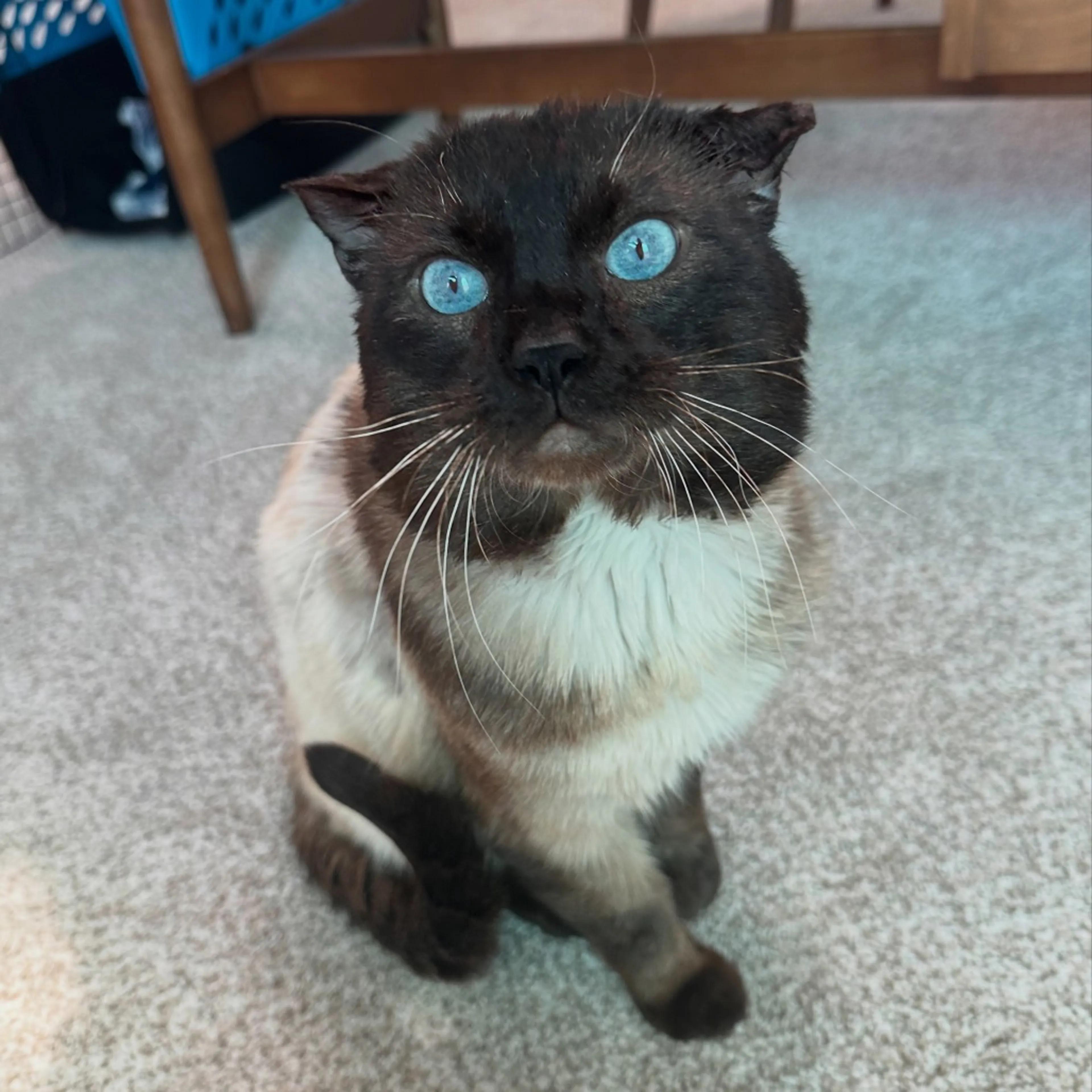 Found pet-0