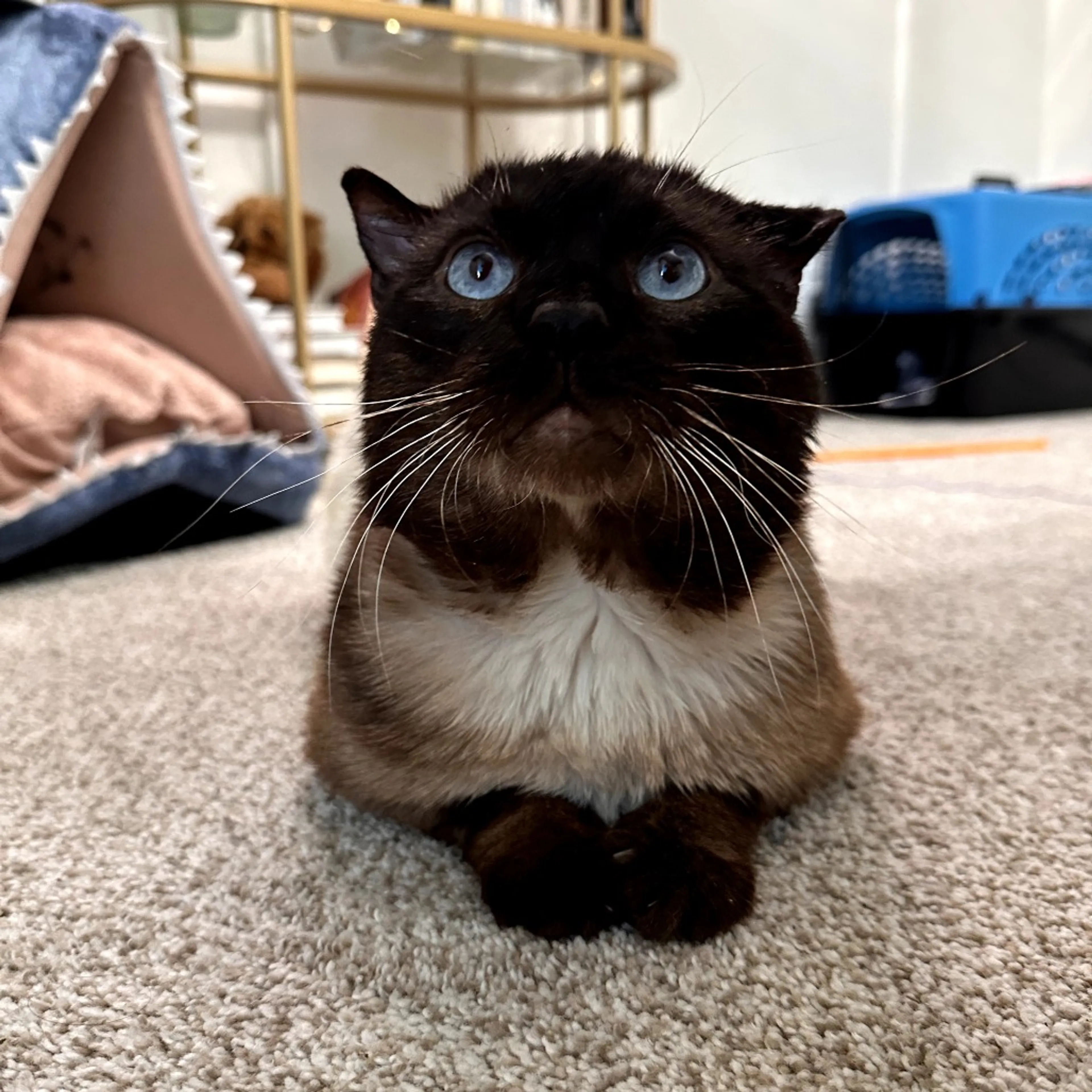Found pet-3