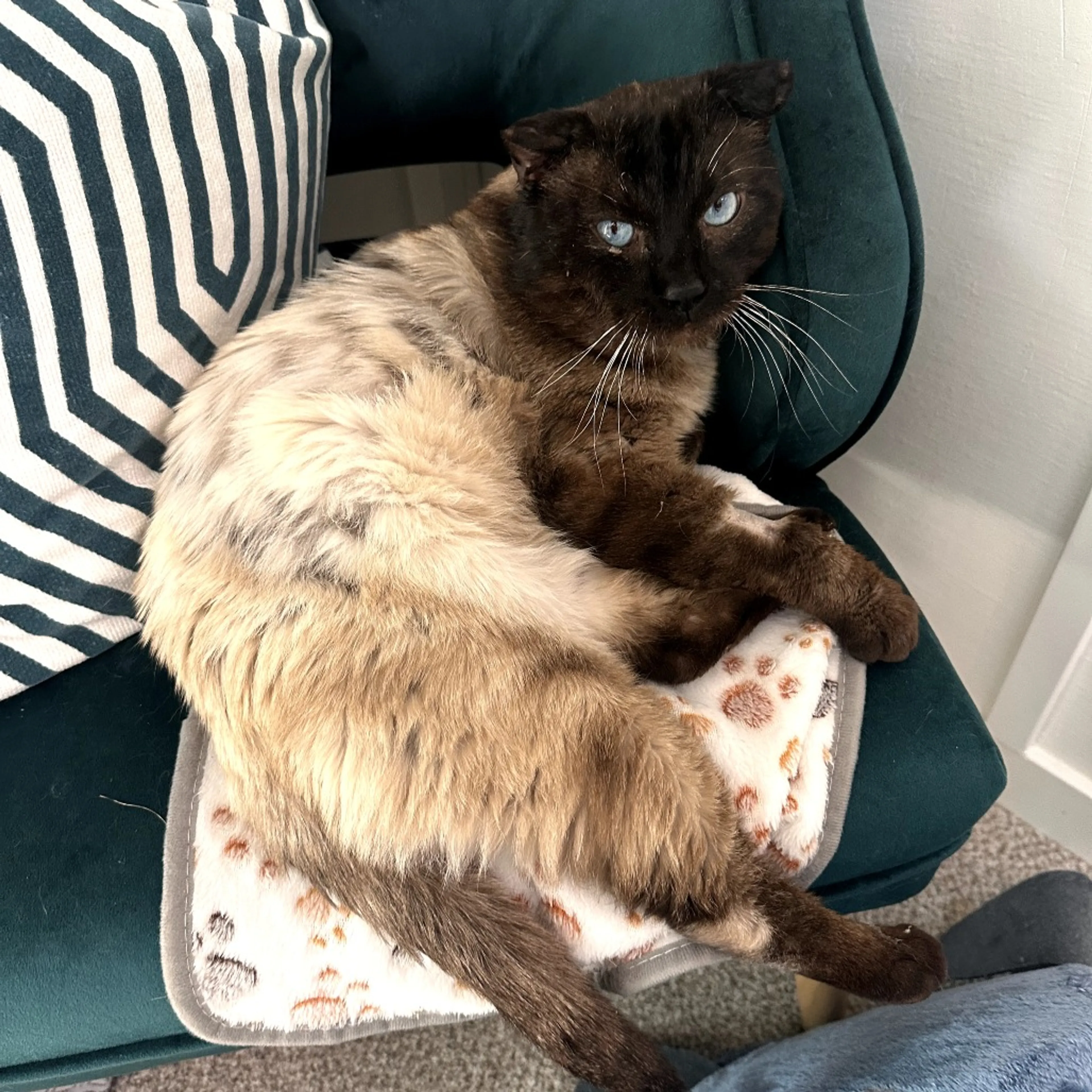 Found pet-8
