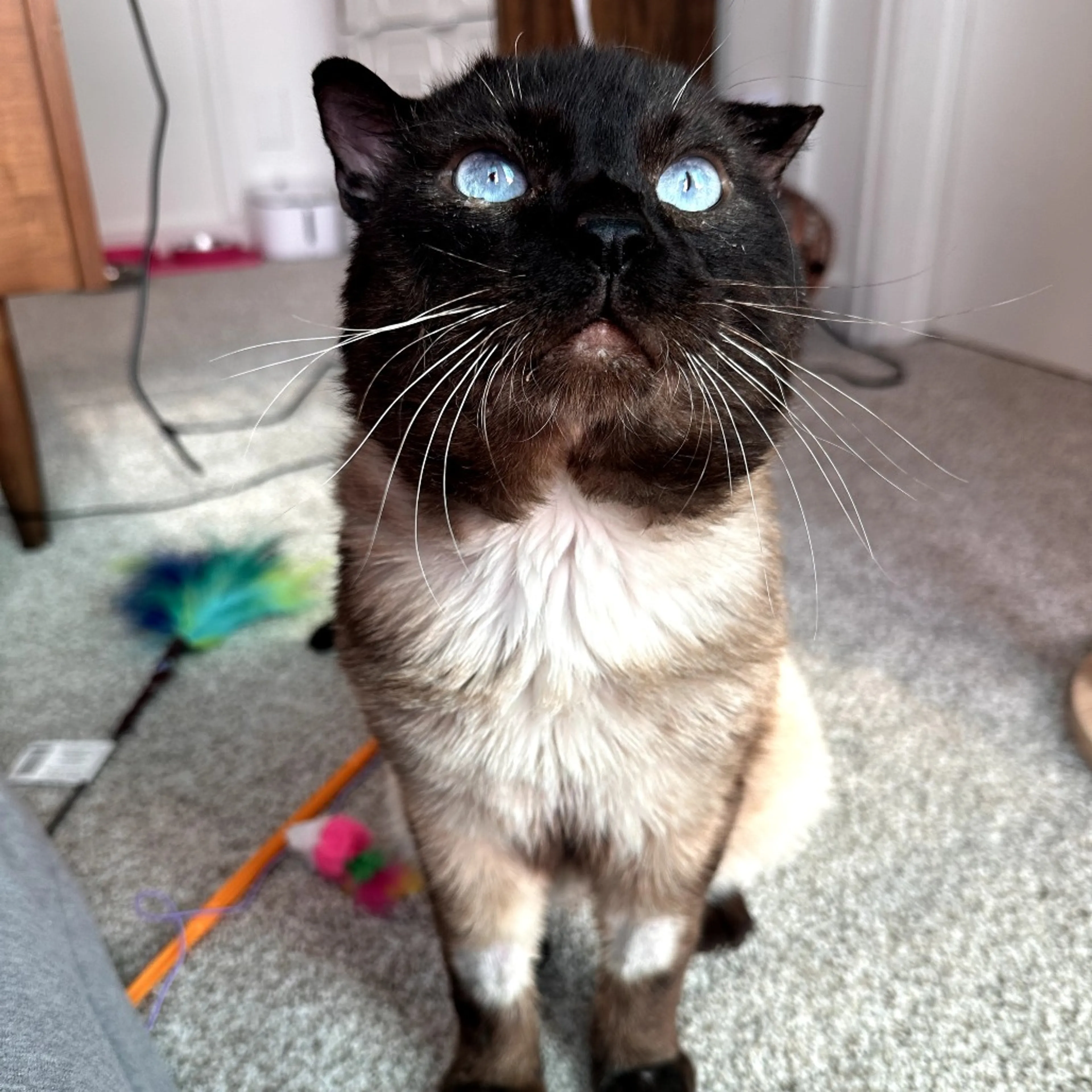 Found pet-9