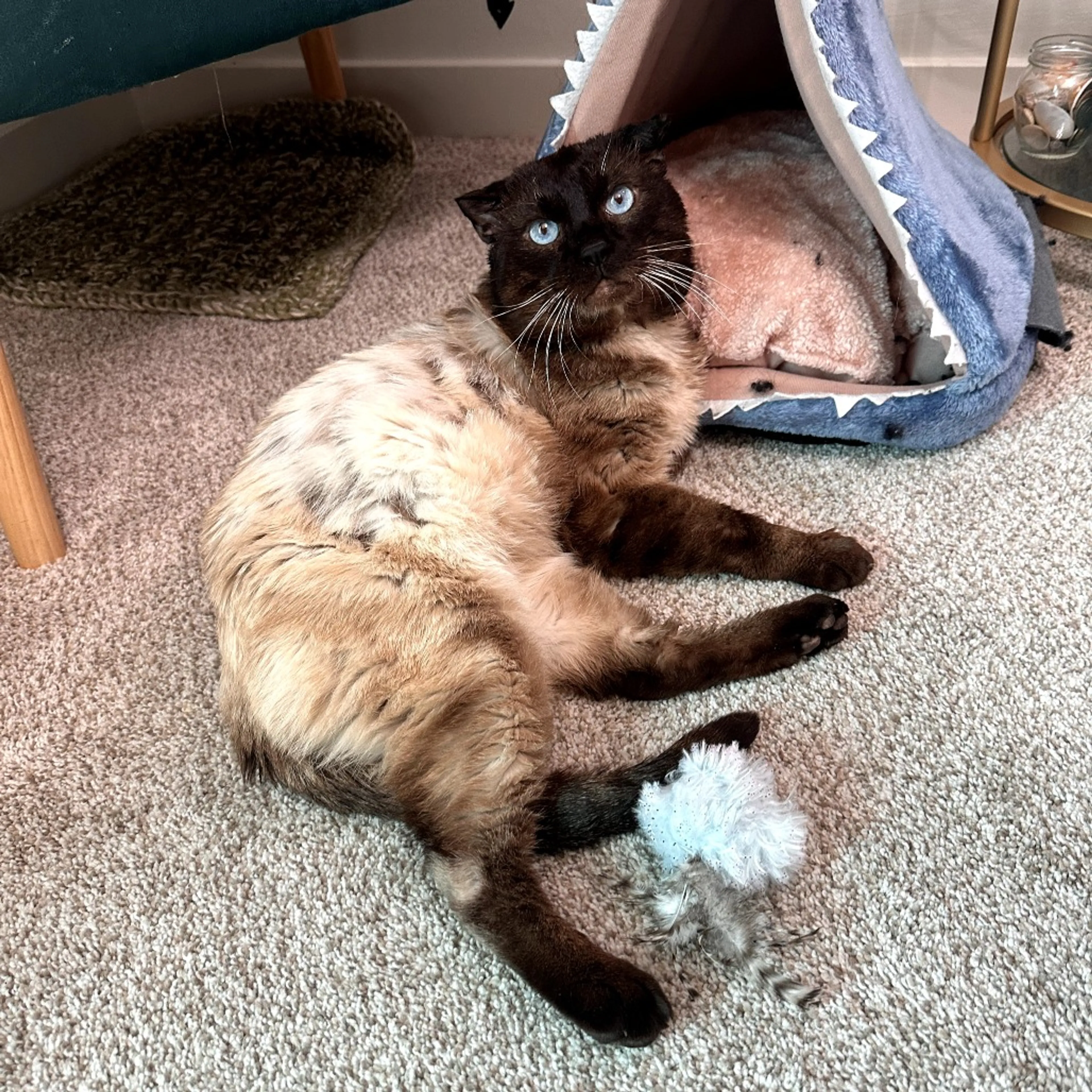 Found pet-6