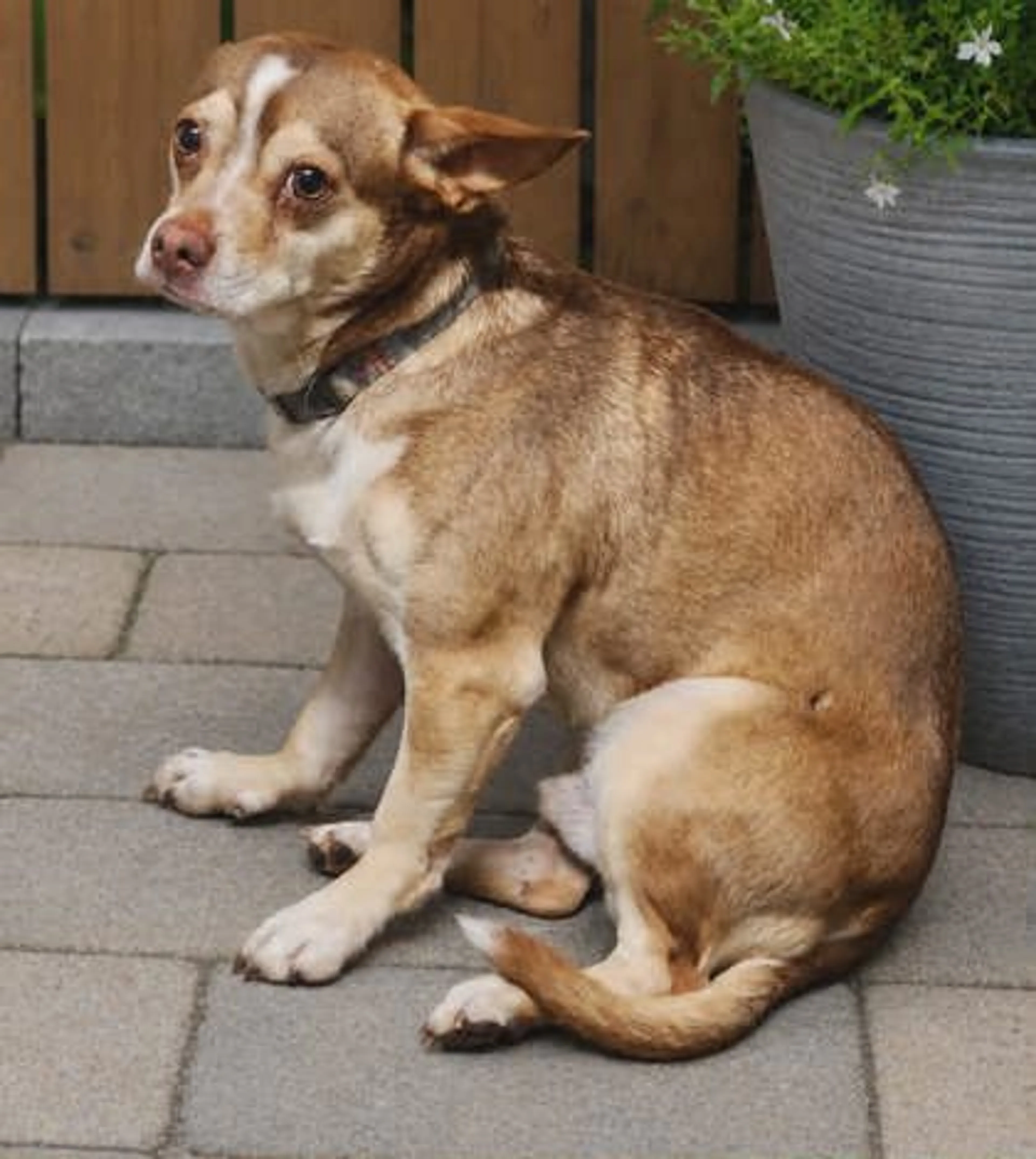Found pet-1