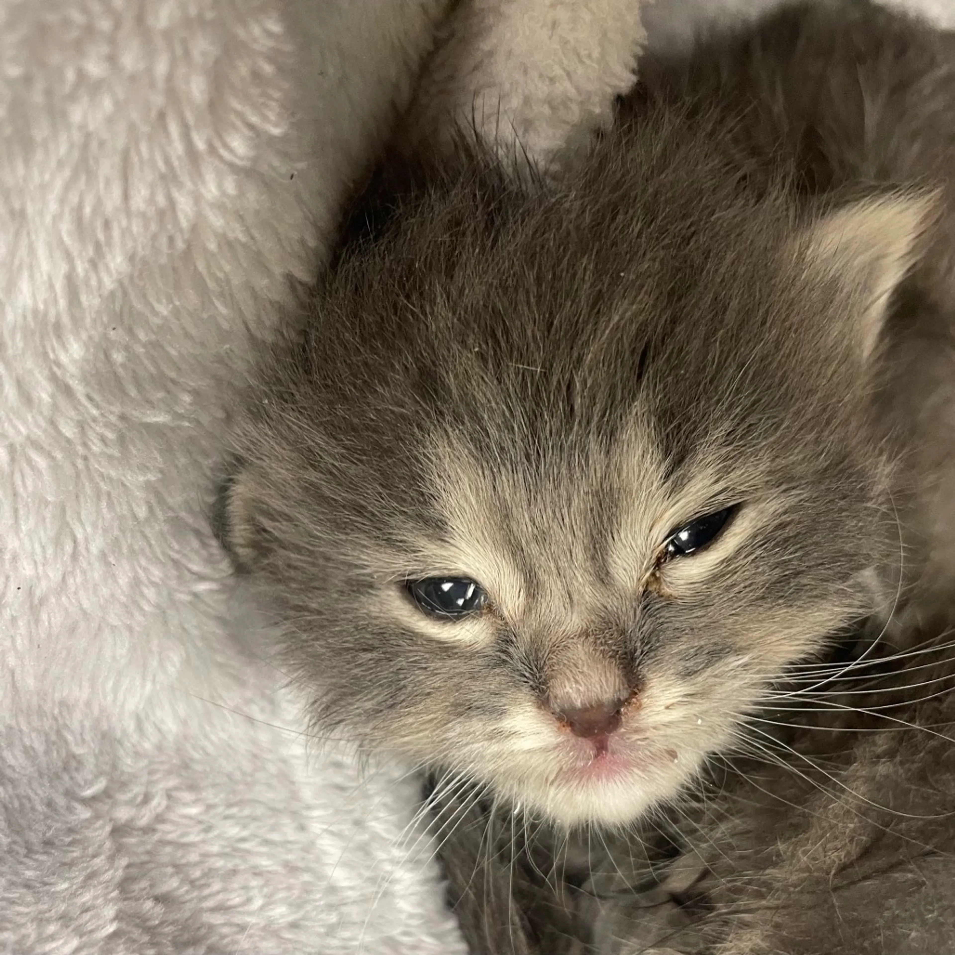 Found pet-1