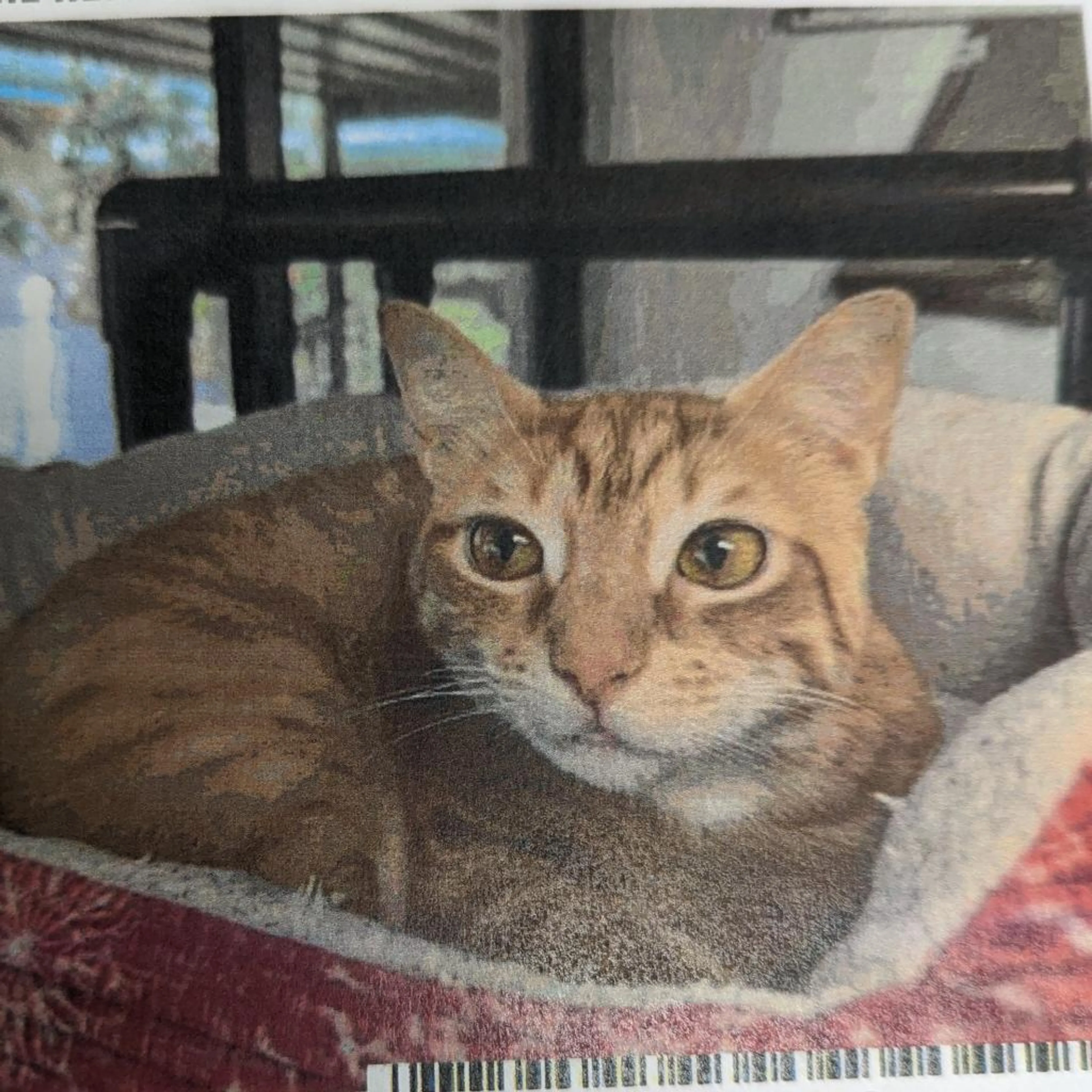 Found pet-1