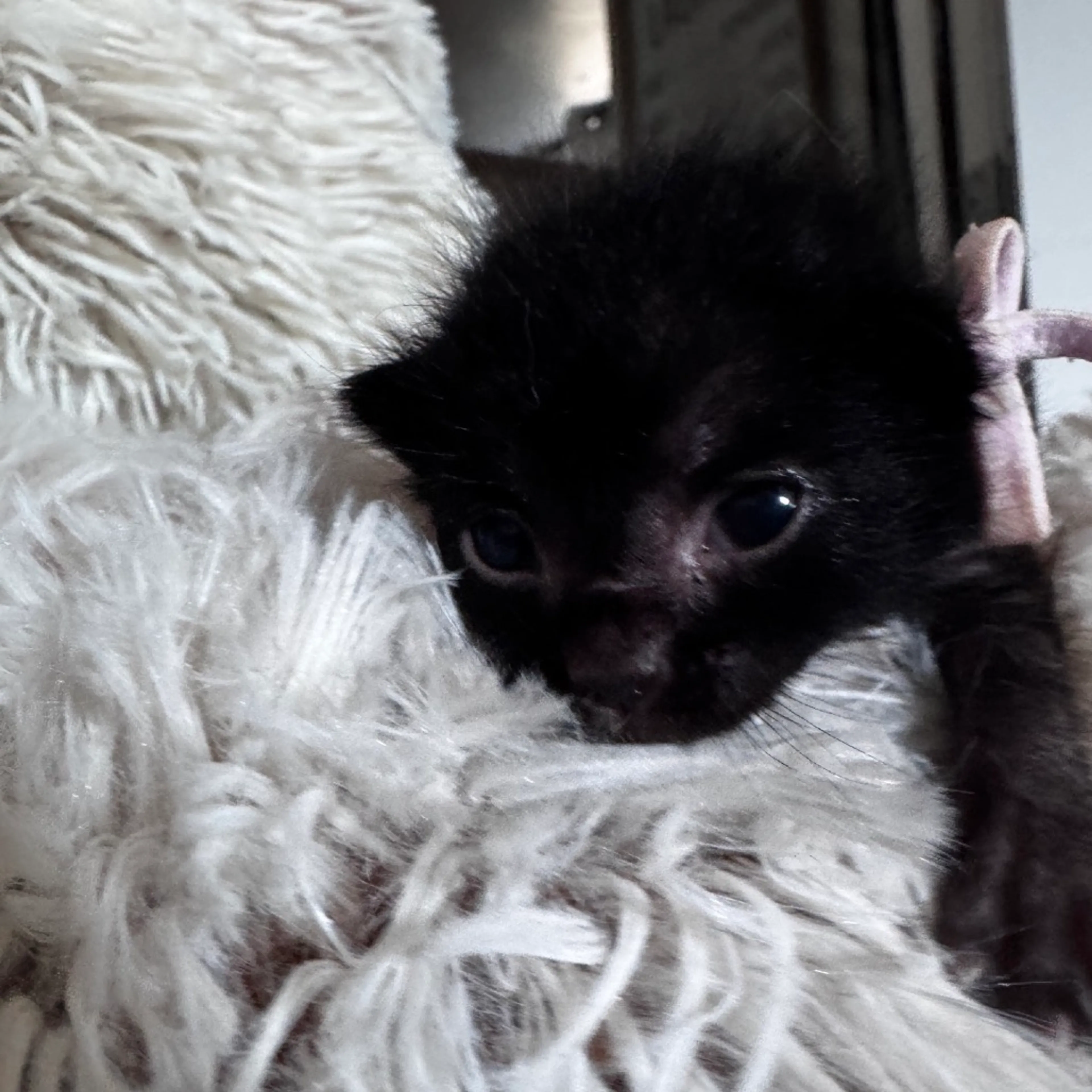 Found pet