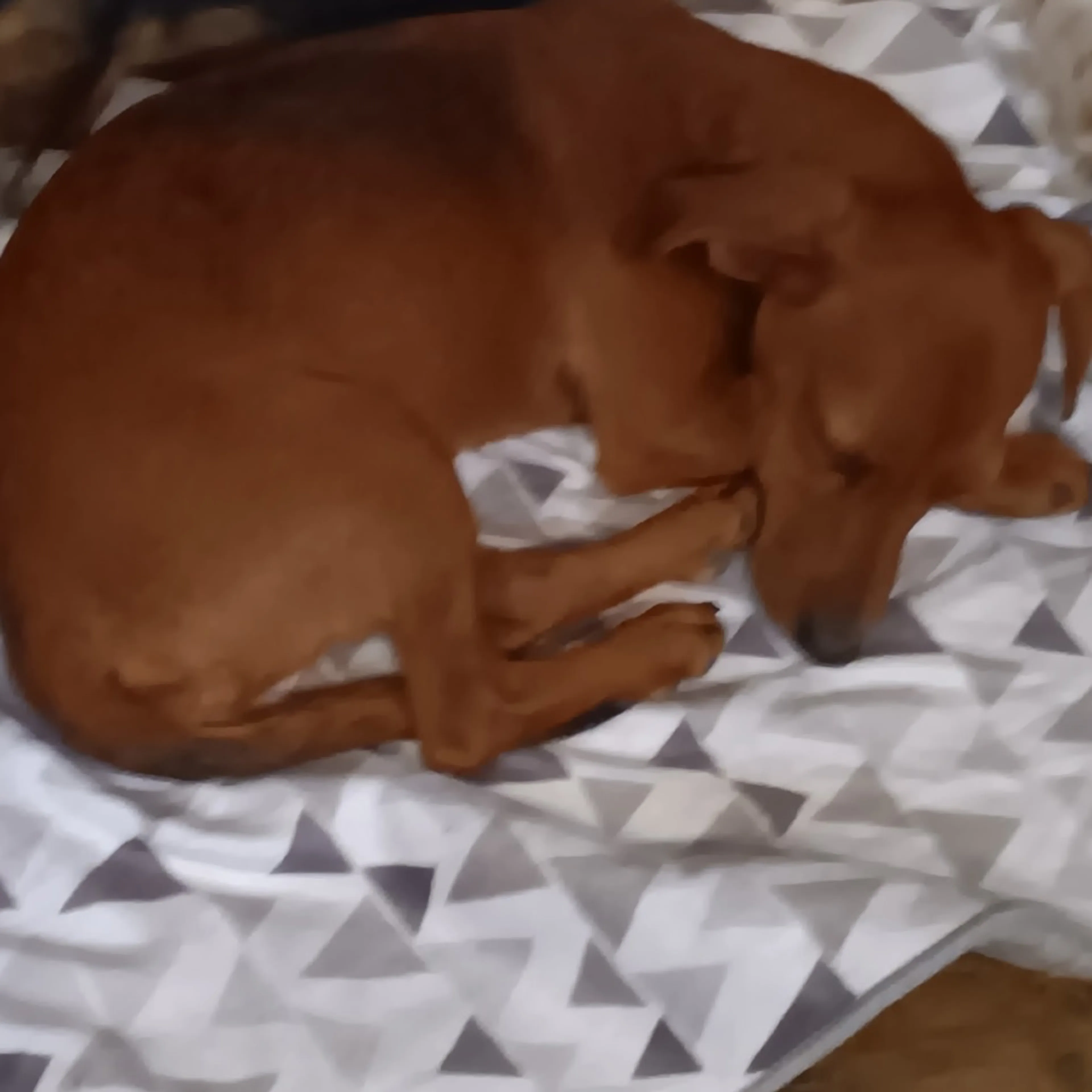 Found pet