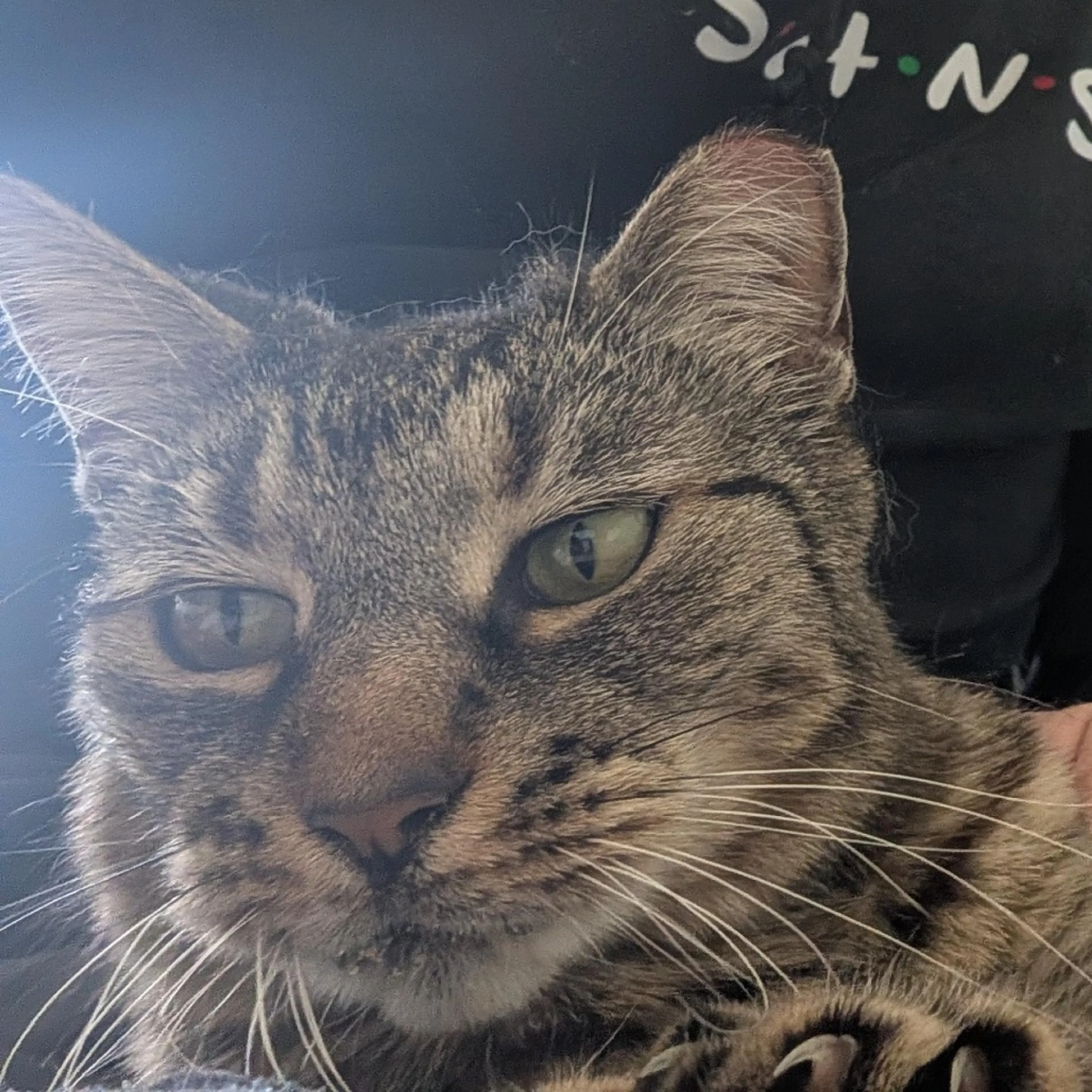 Found pet-1