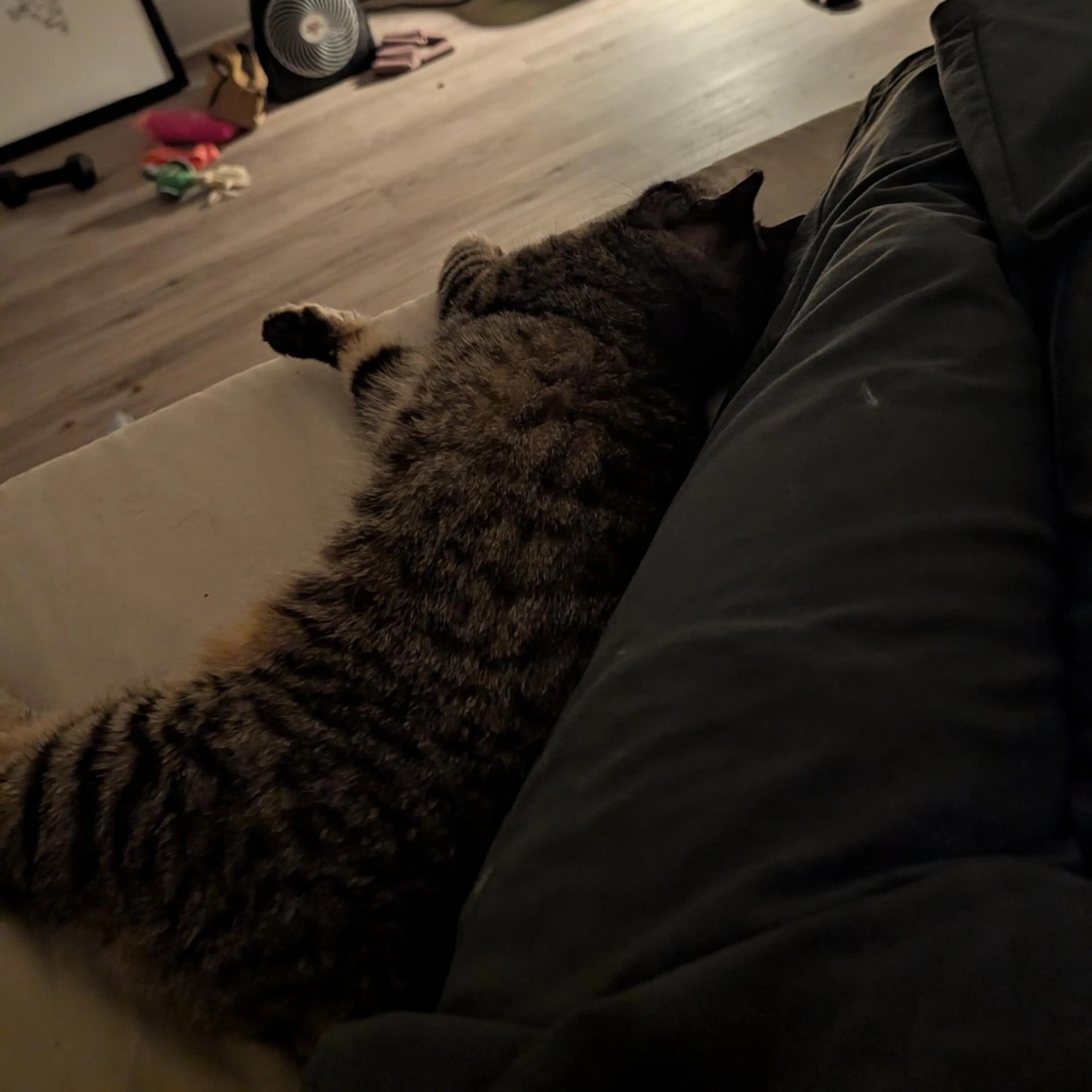 Found pet-4