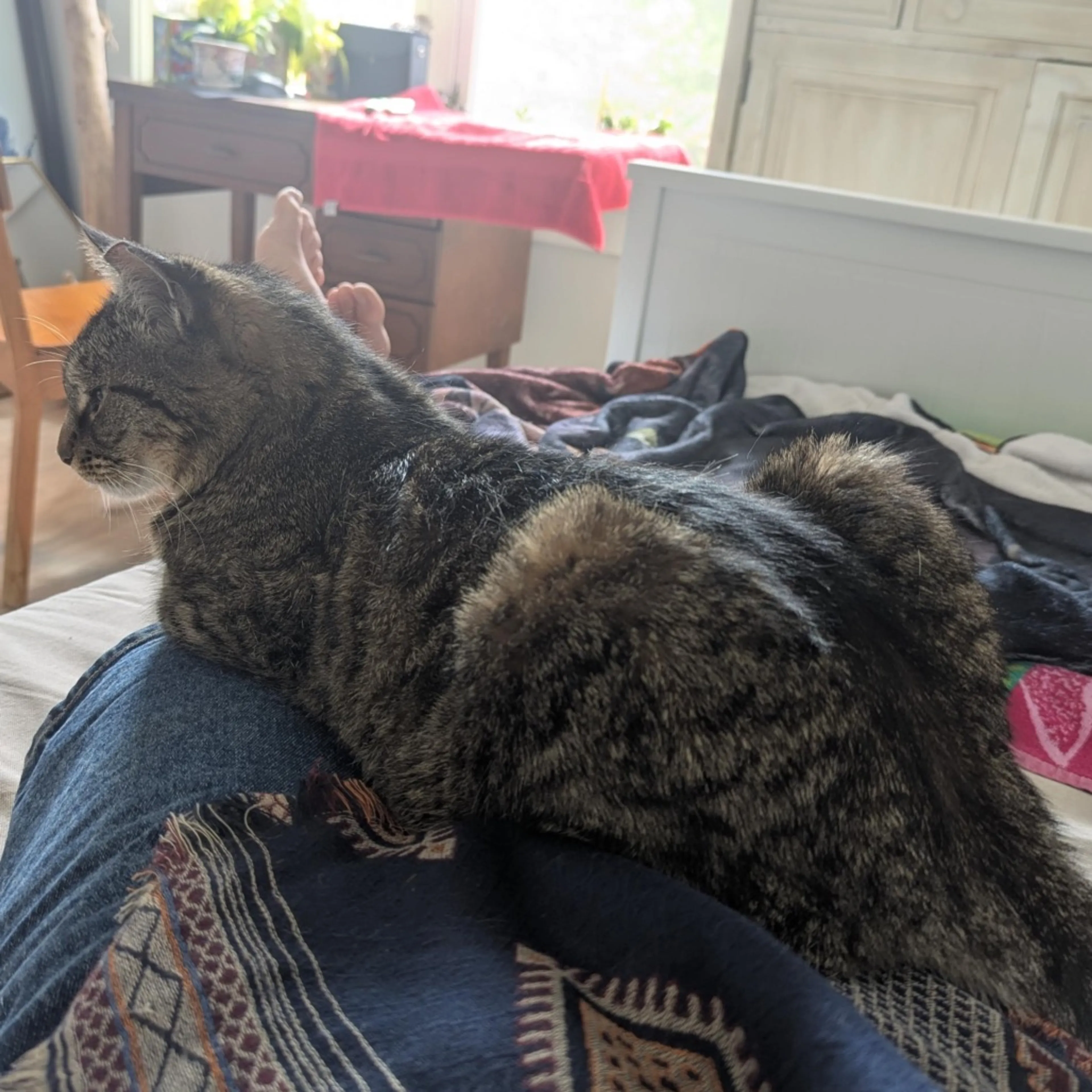 Found pet-2