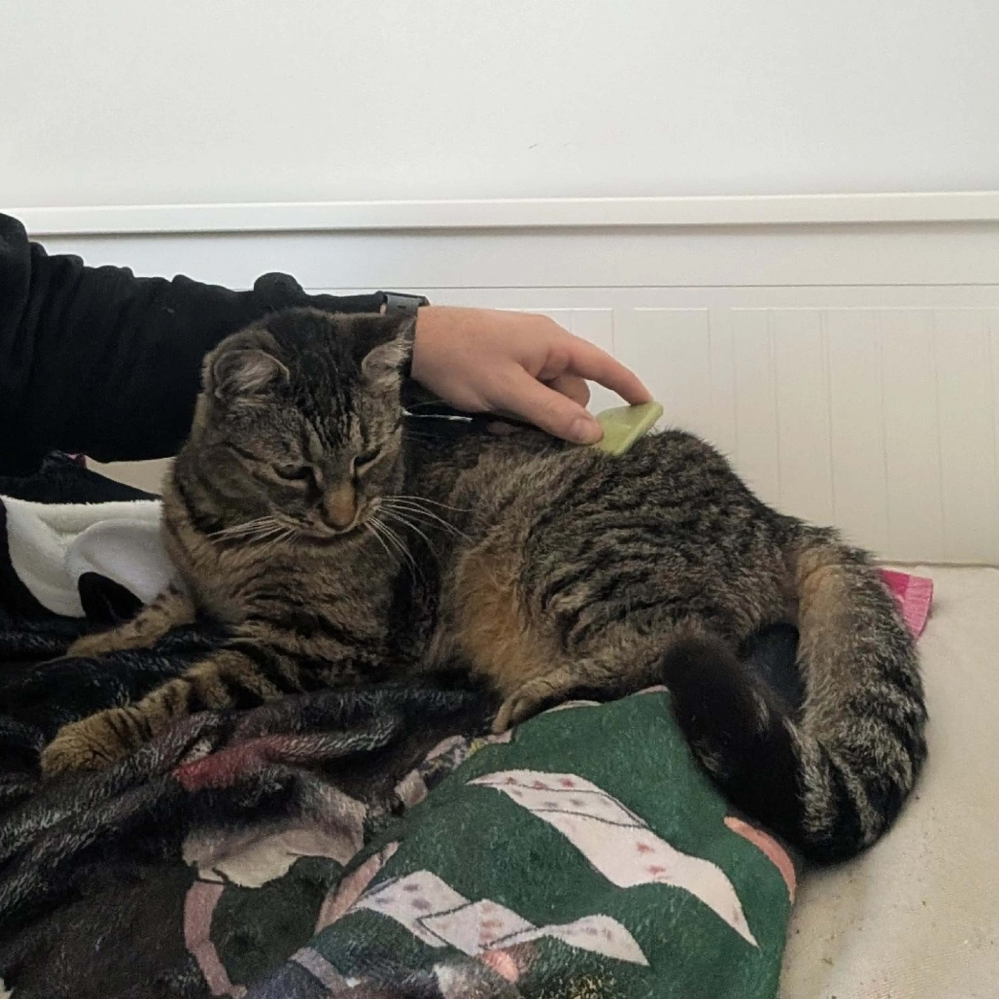 Found pet-0