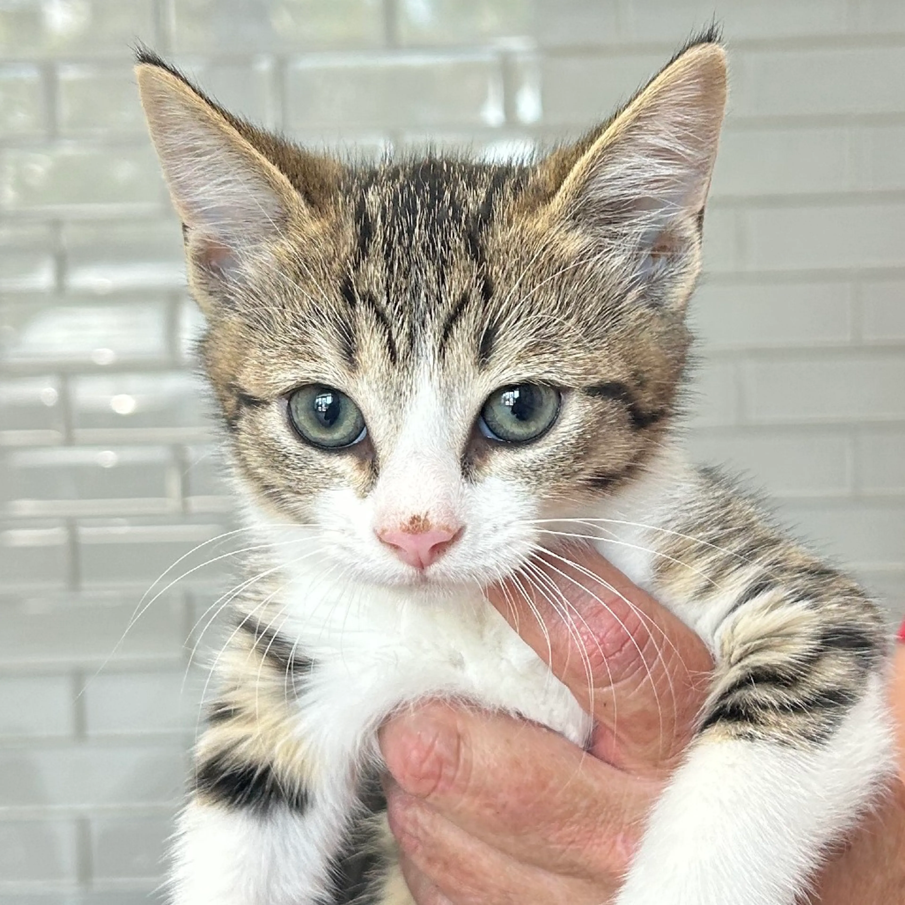Found pet-1