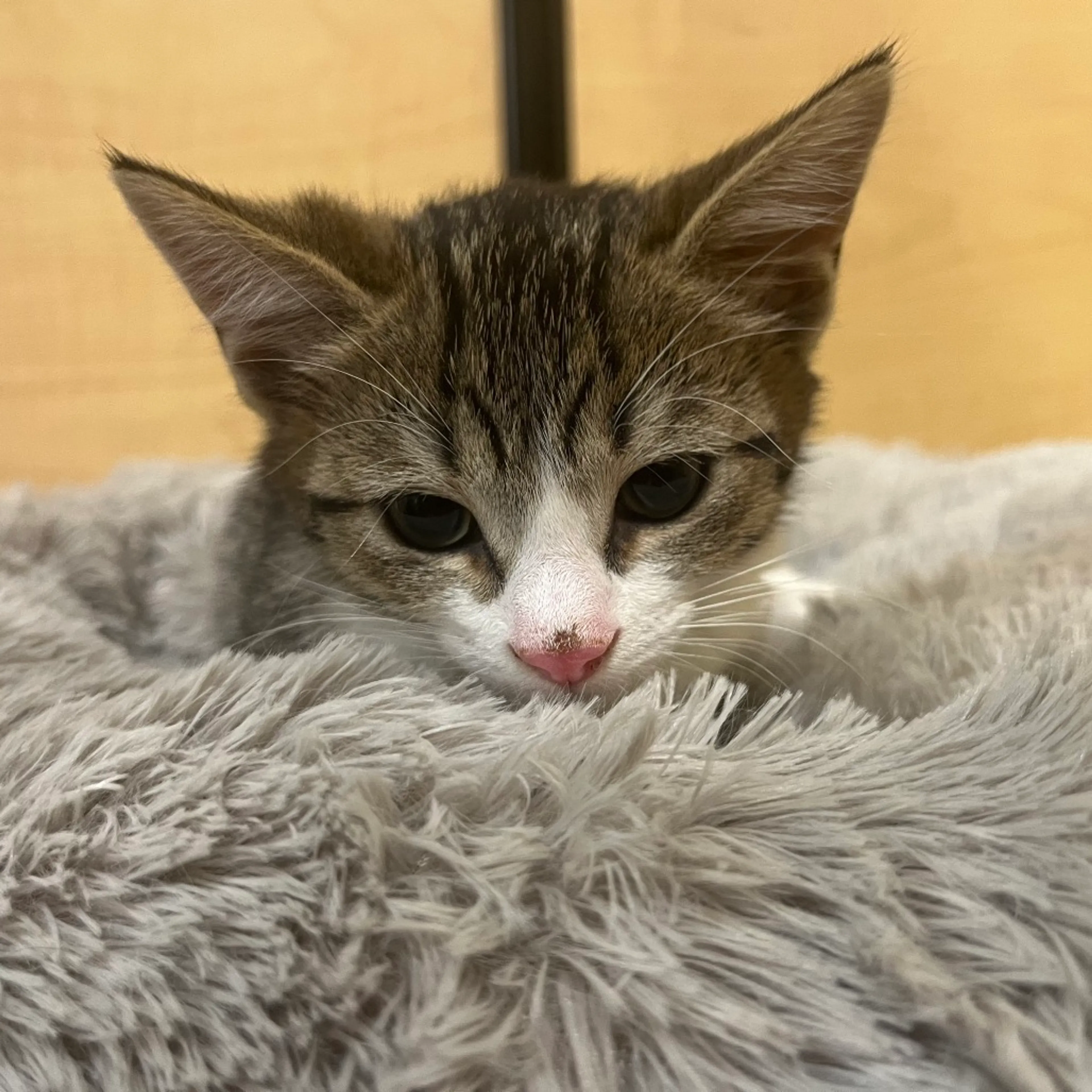 Found pet-2