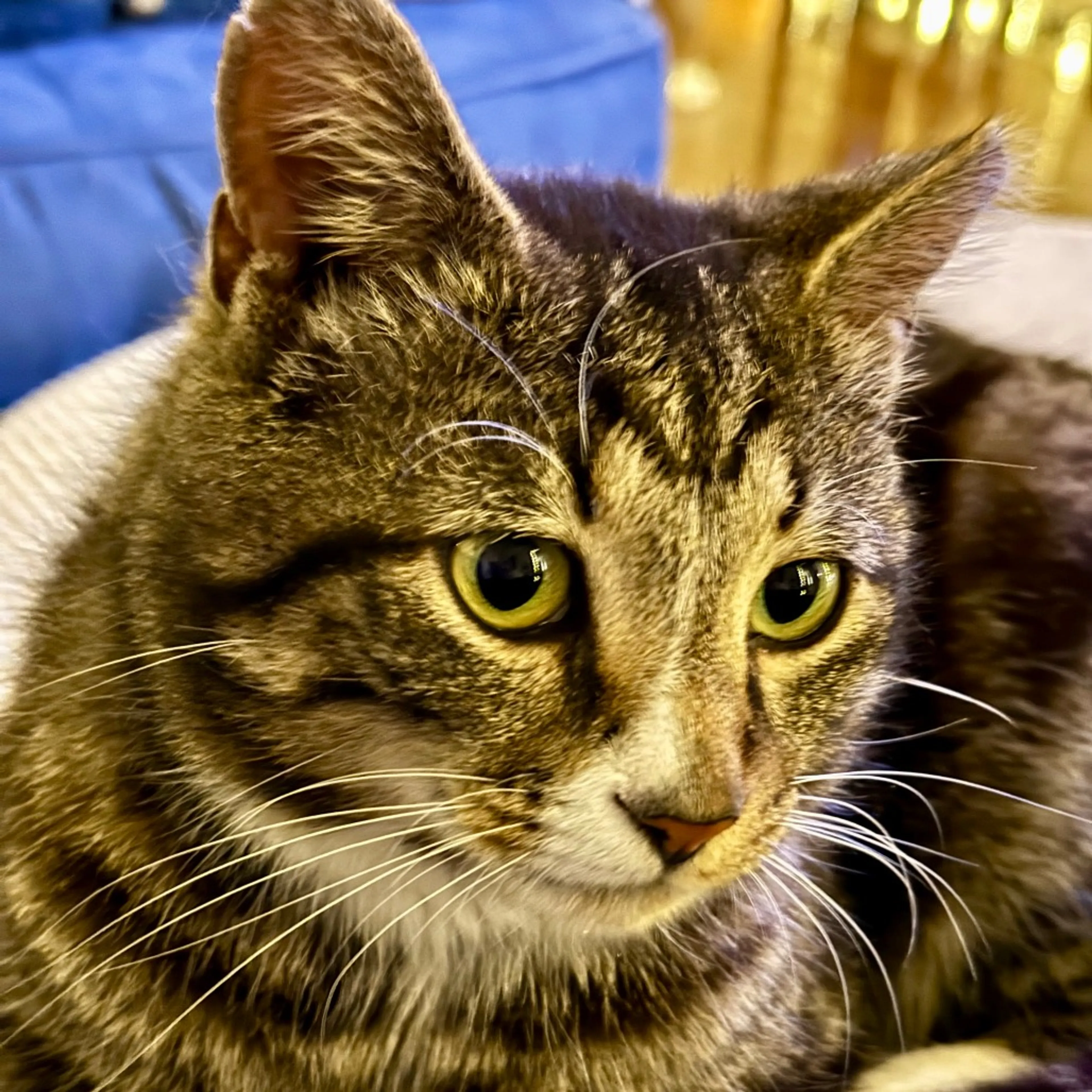 Found pet-1