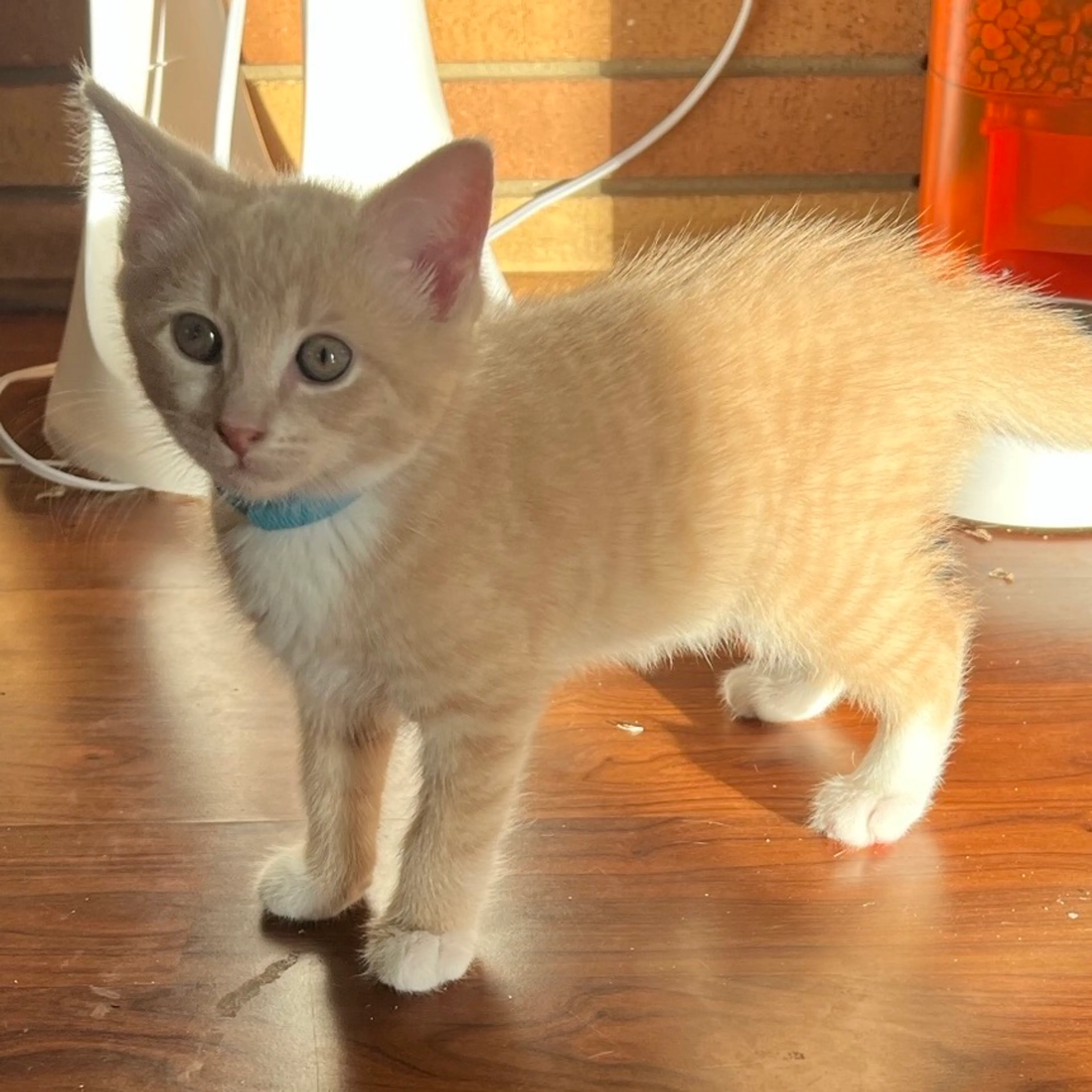 Found pet