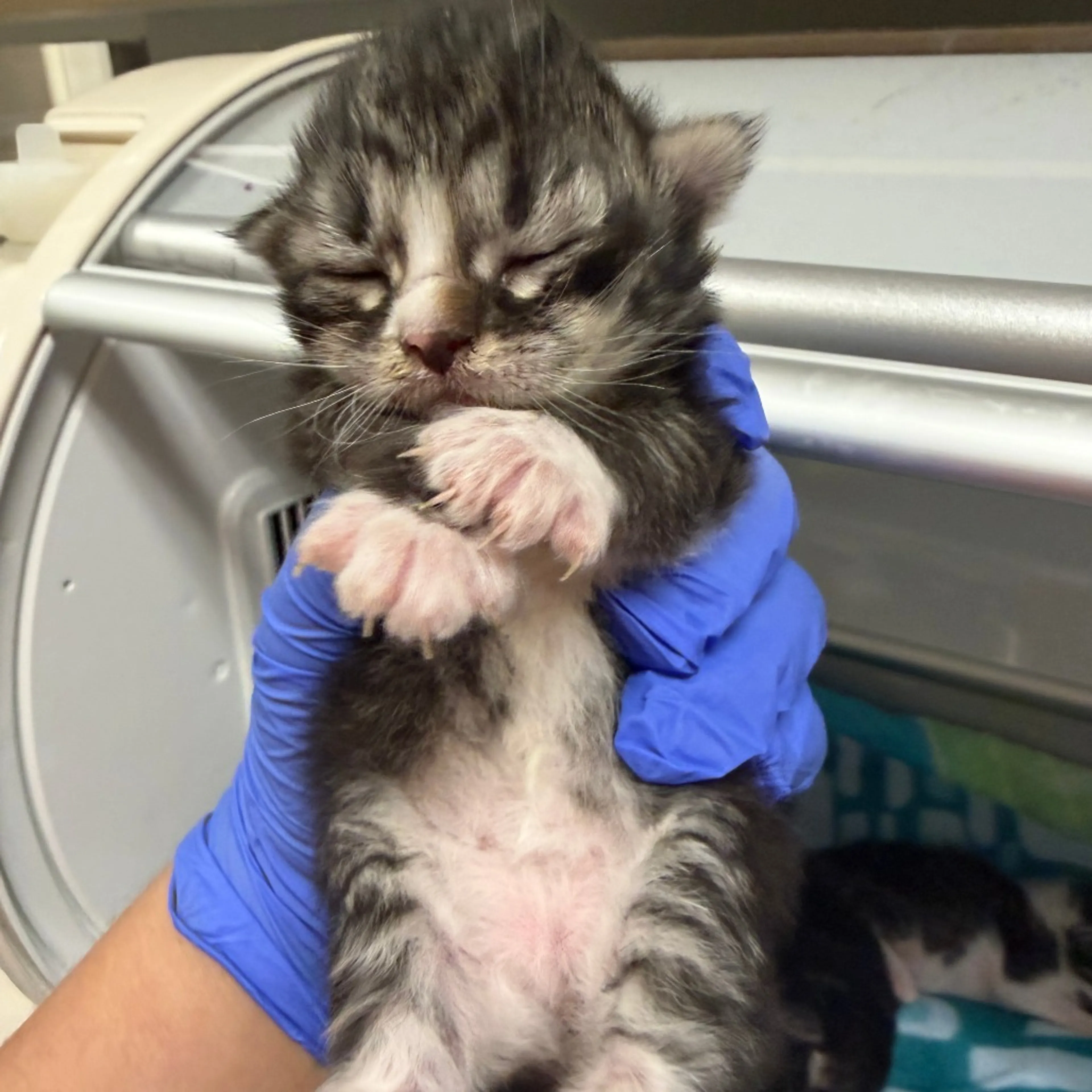 Found pet-1
