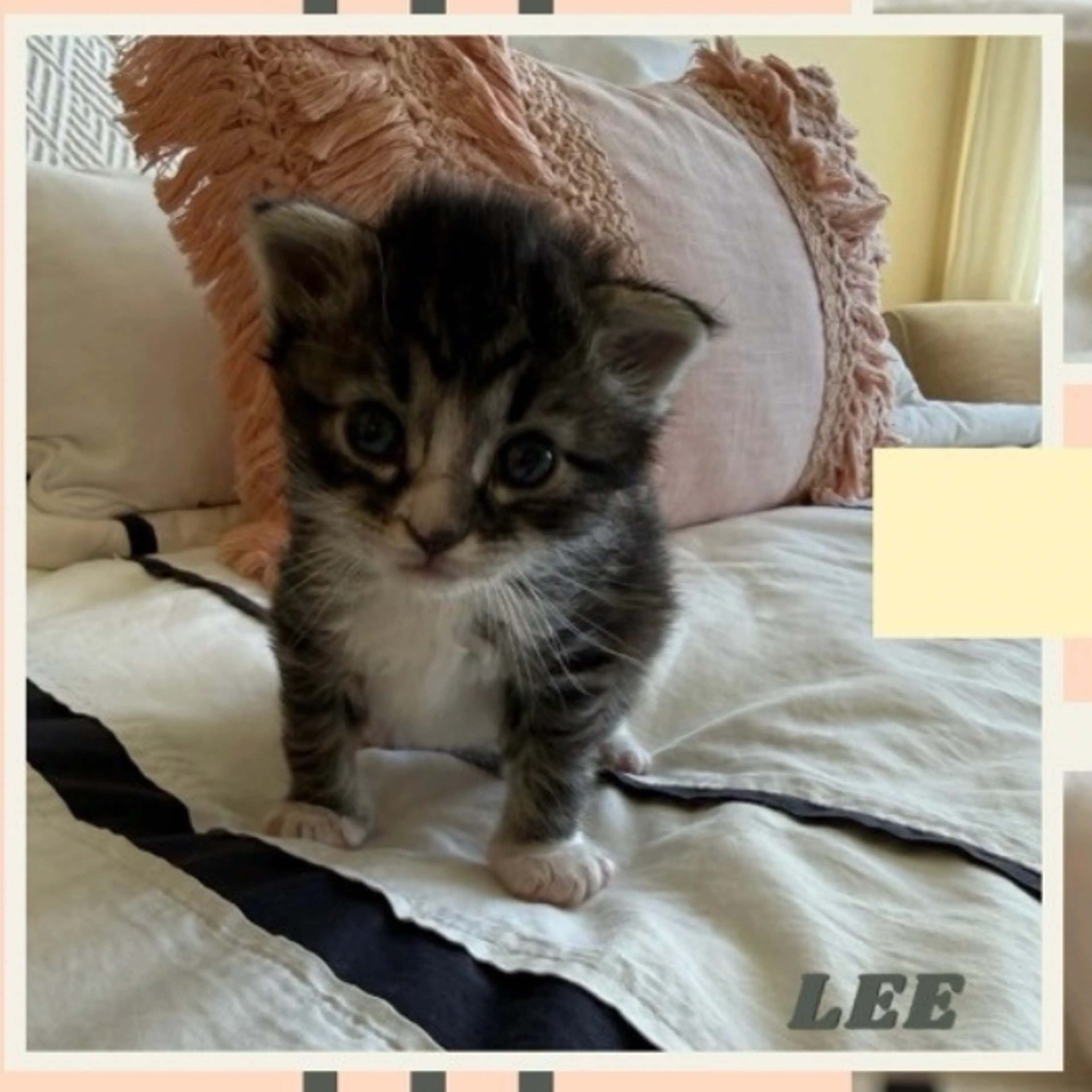 Found pet-0