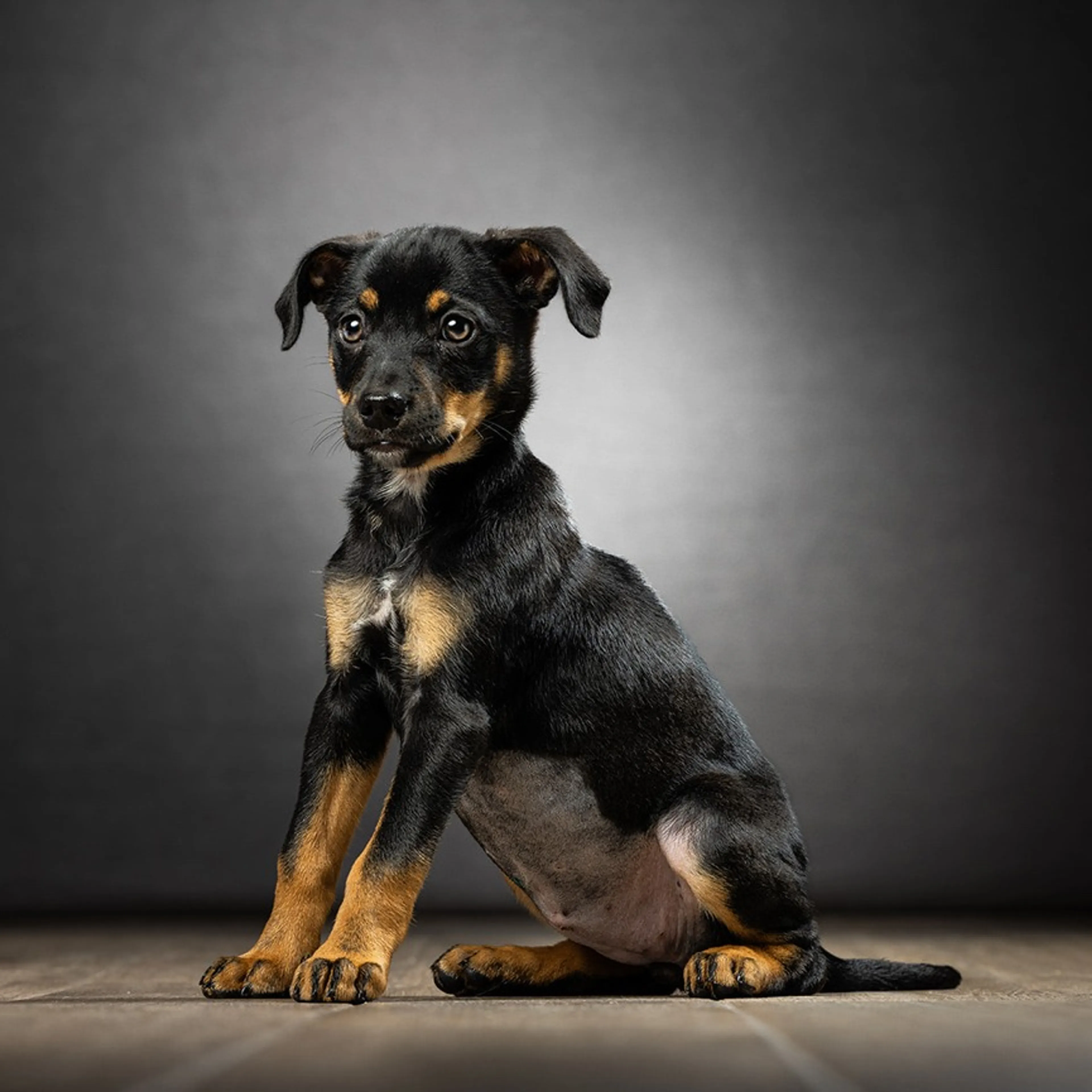 Found pet-2