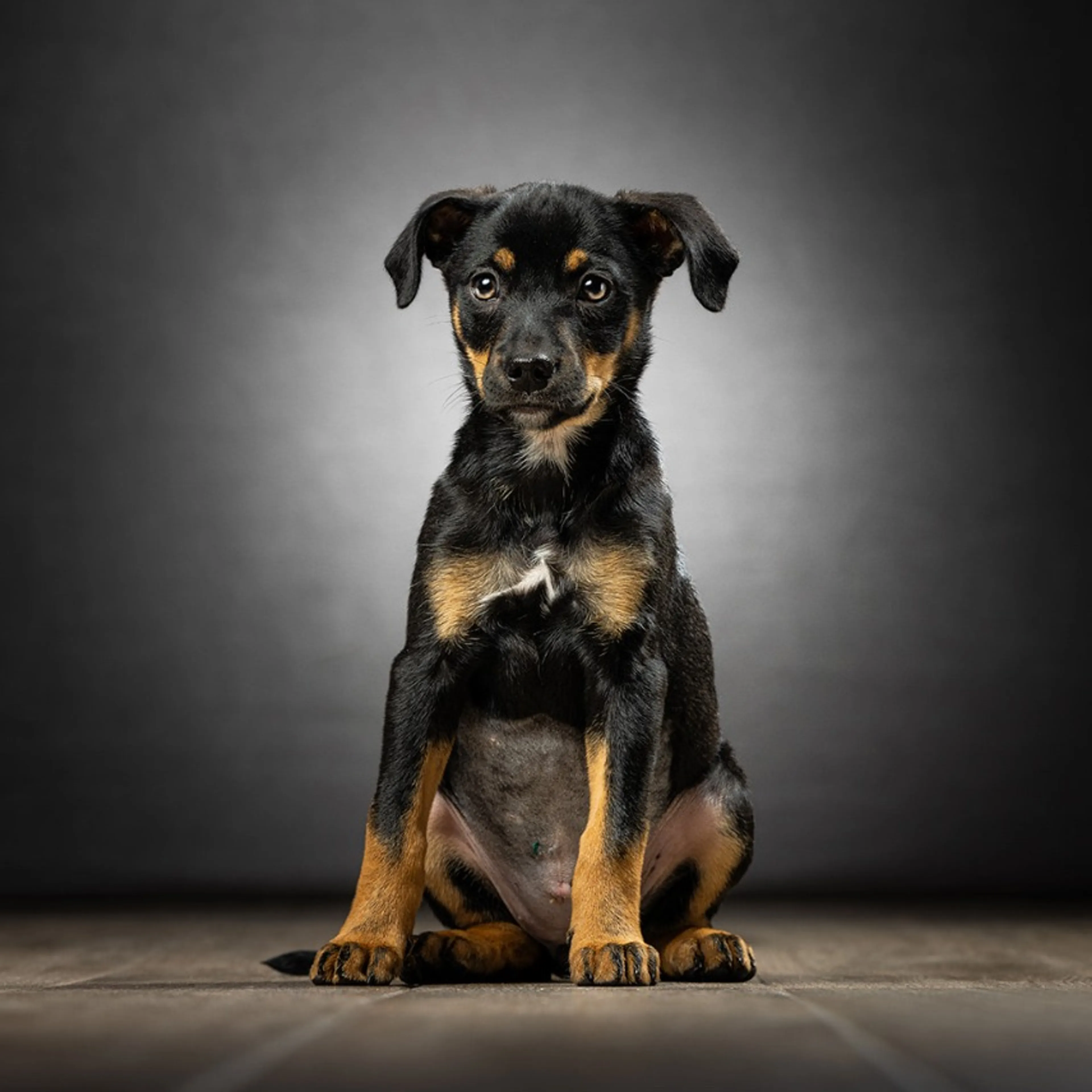 Found pet-3