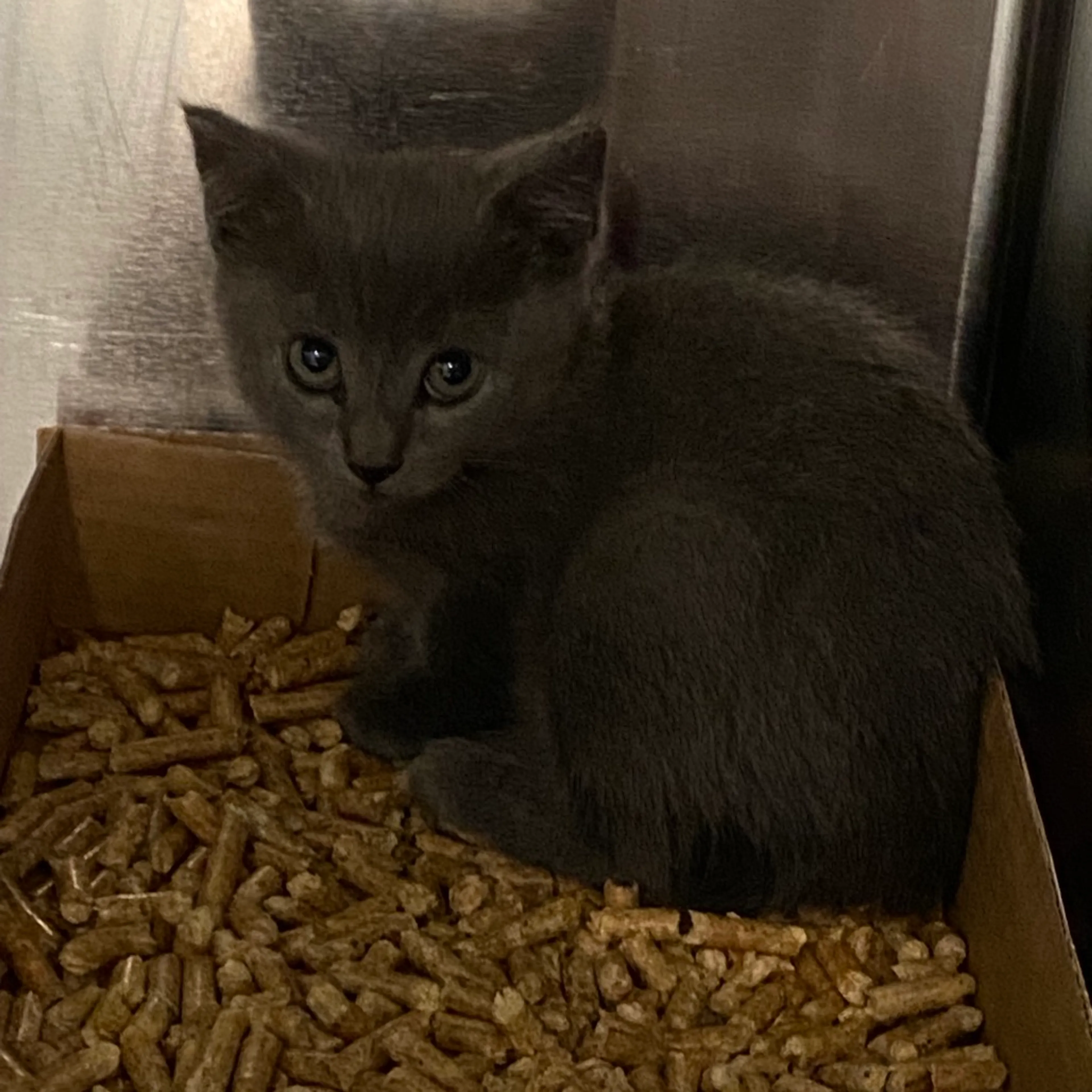 Found pet