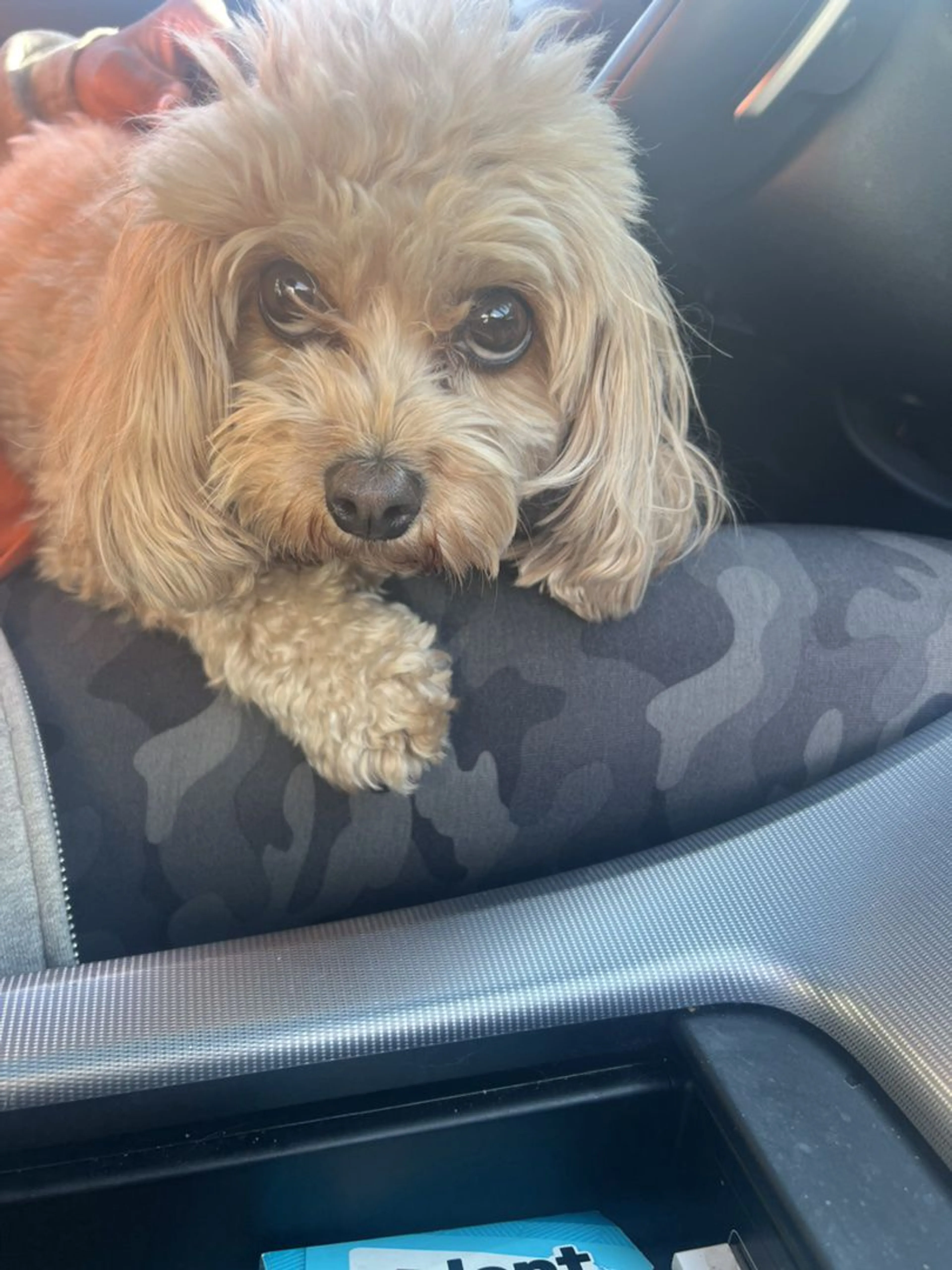 Lost pet