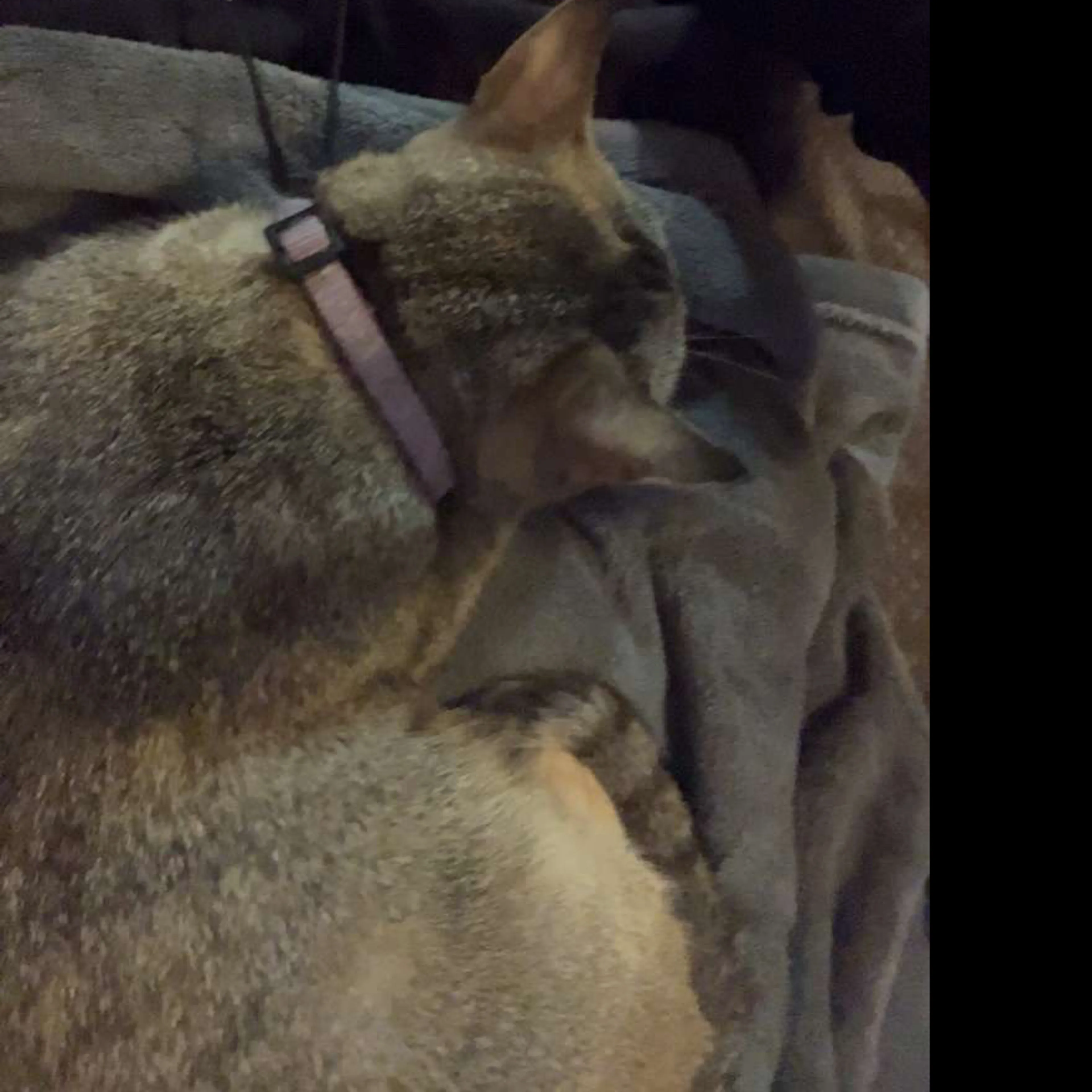 Lost pet-1