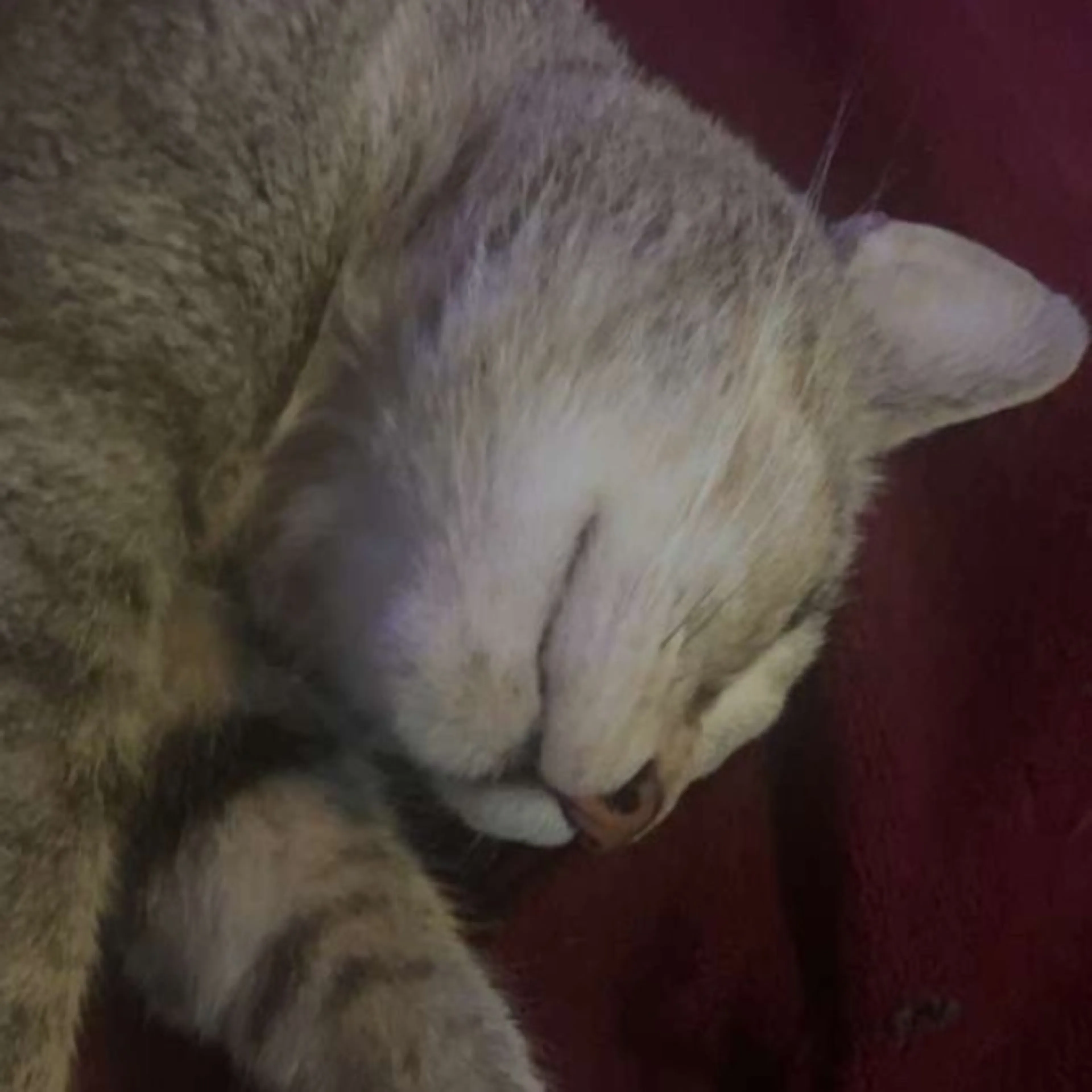 Lost pet-0