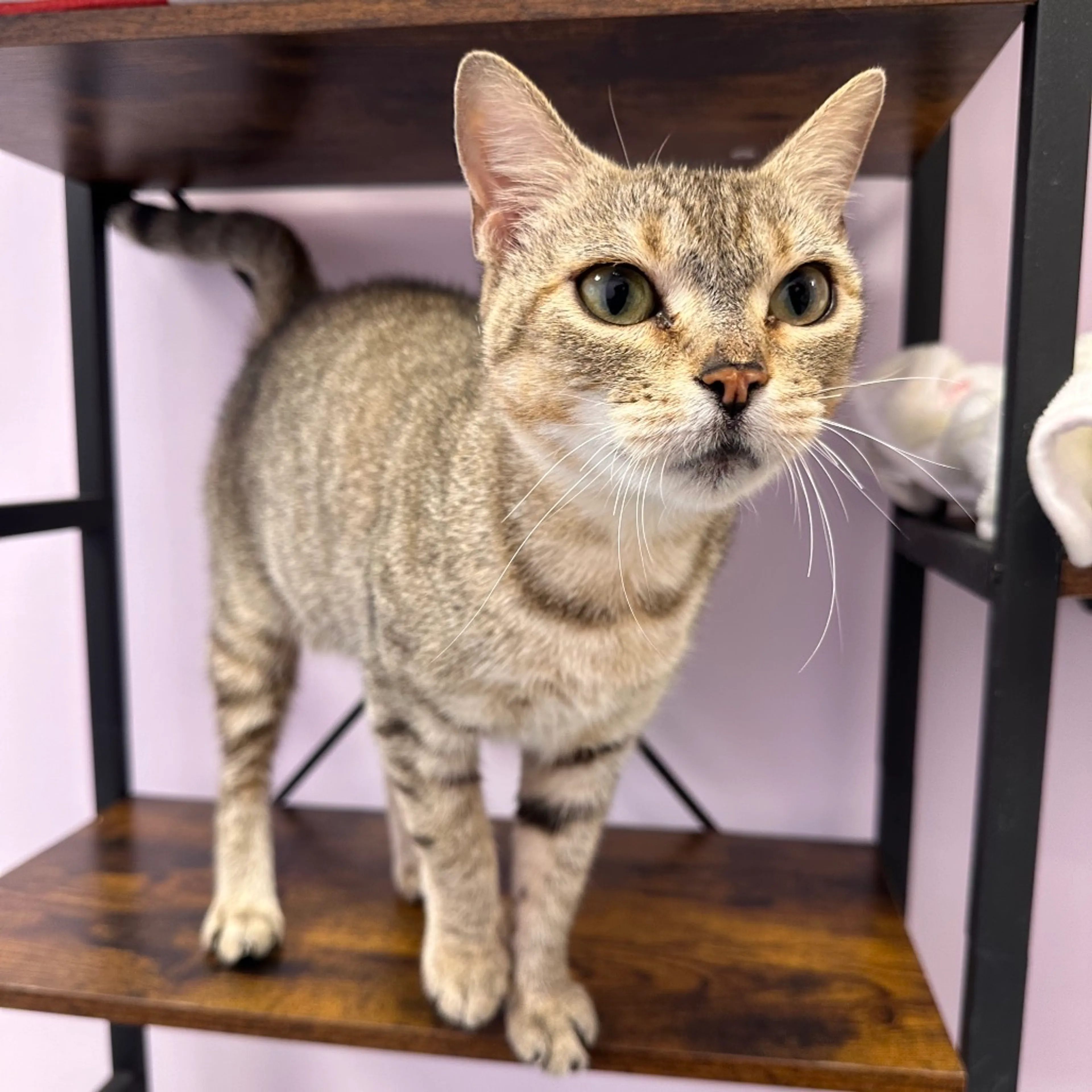 Found pet-2