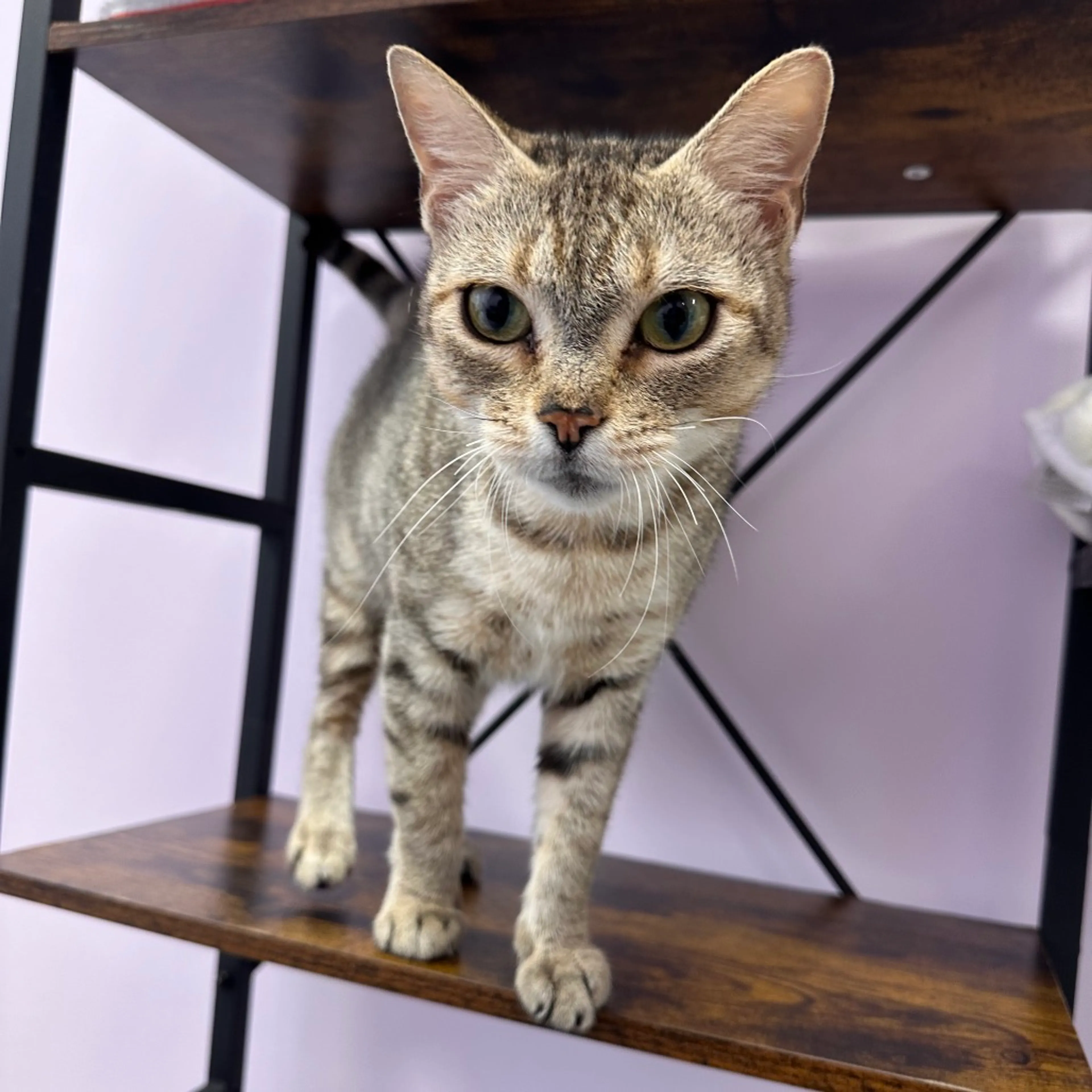 Found pet-3