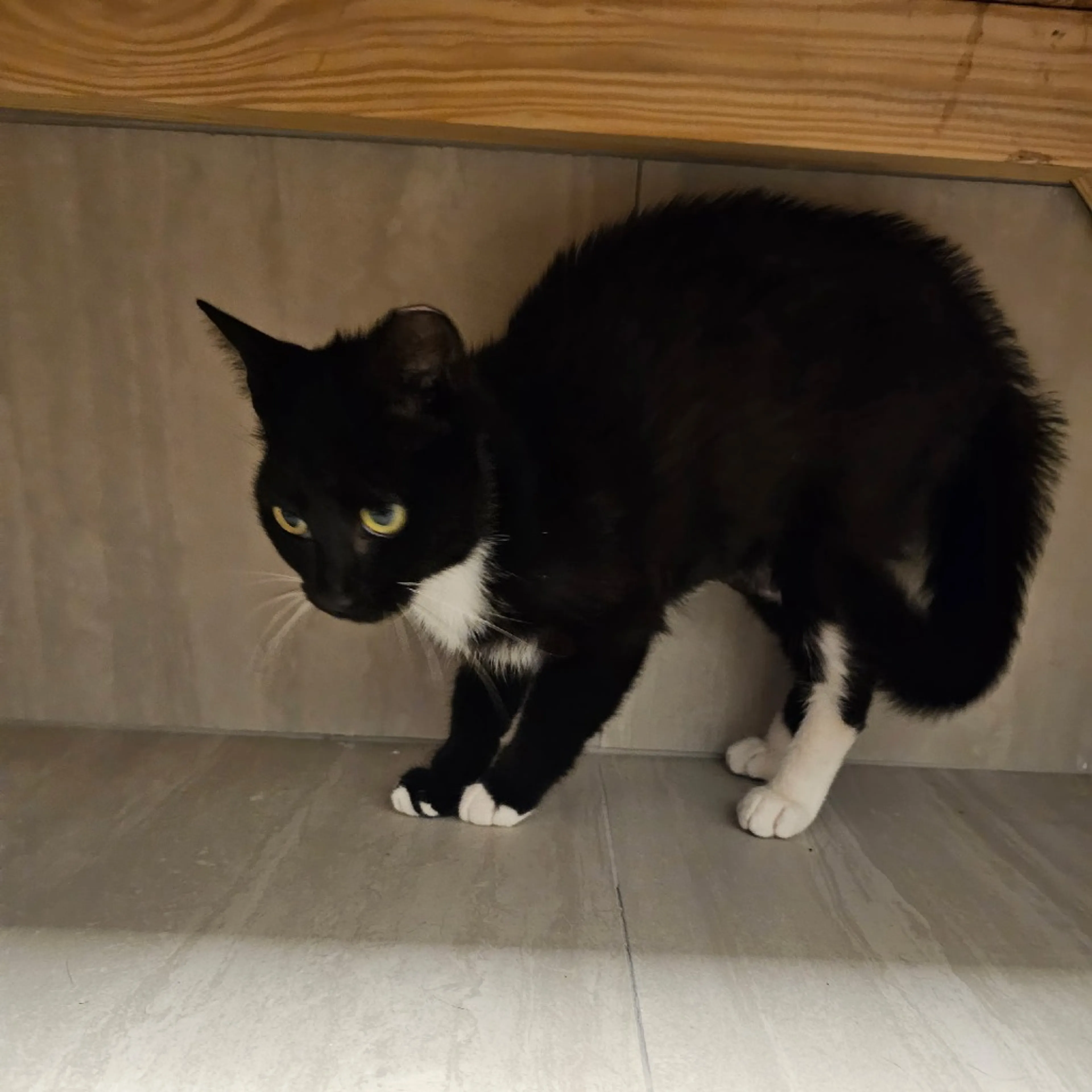 Found pet-0
