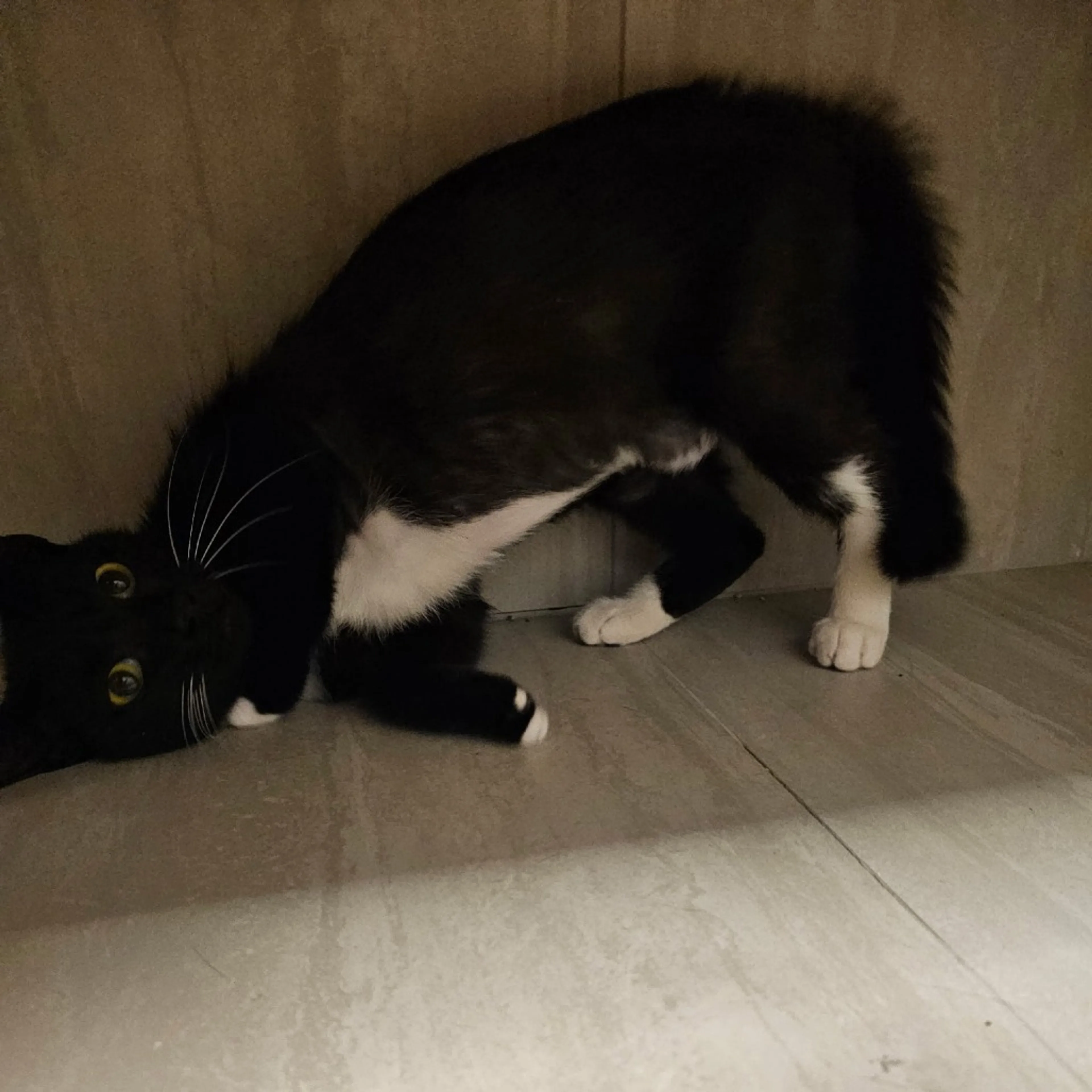 Found pet-1