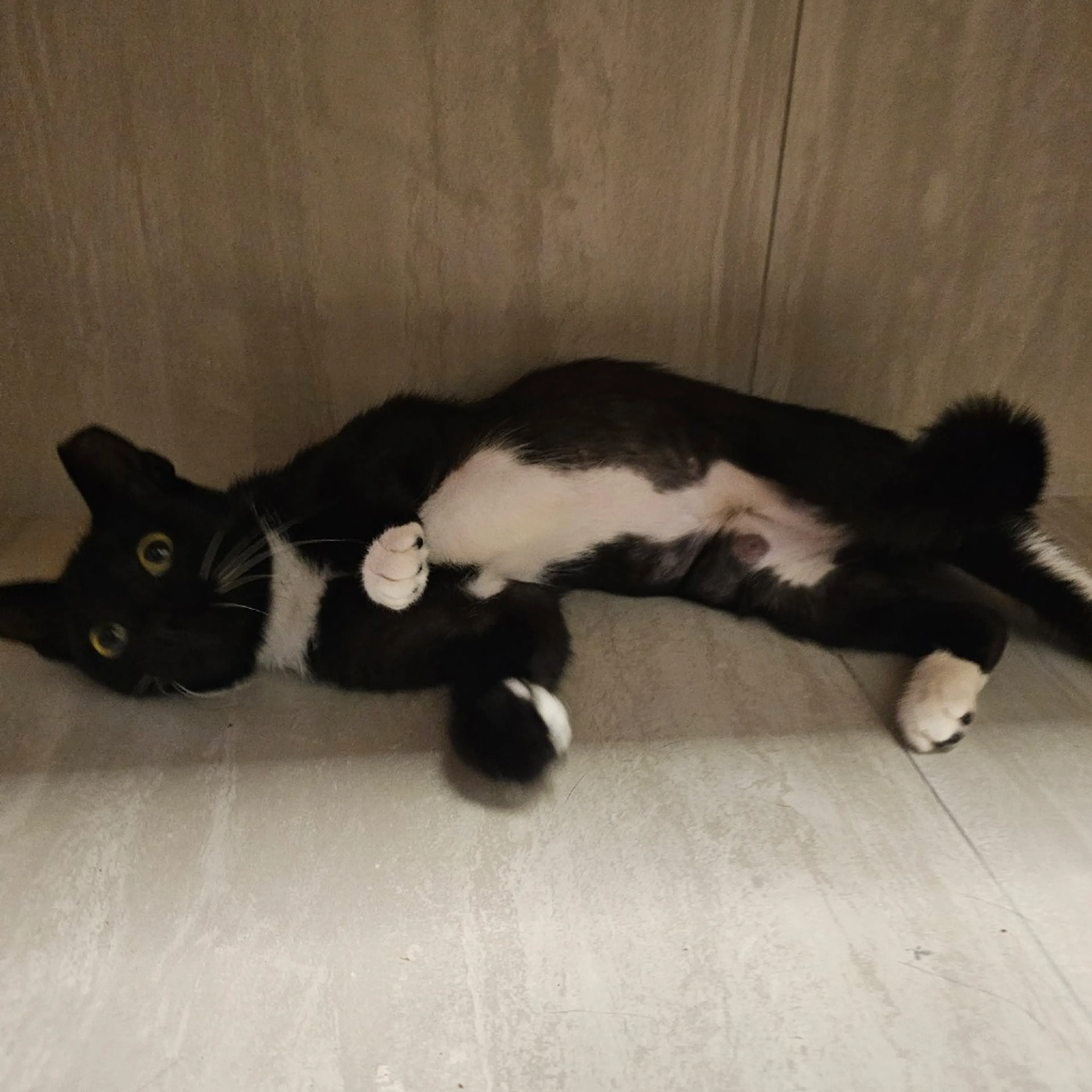 Found pet-3