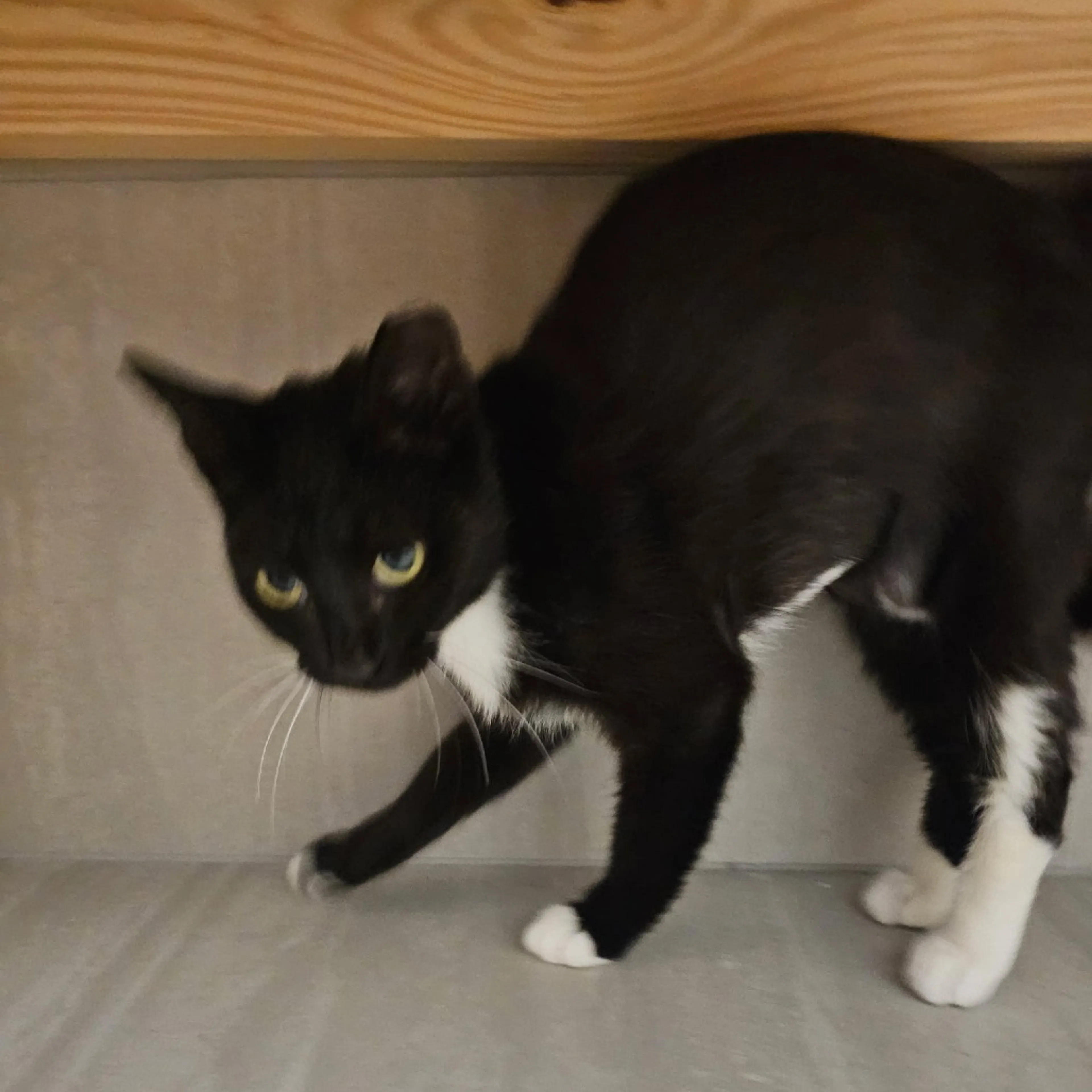 Found pet-2