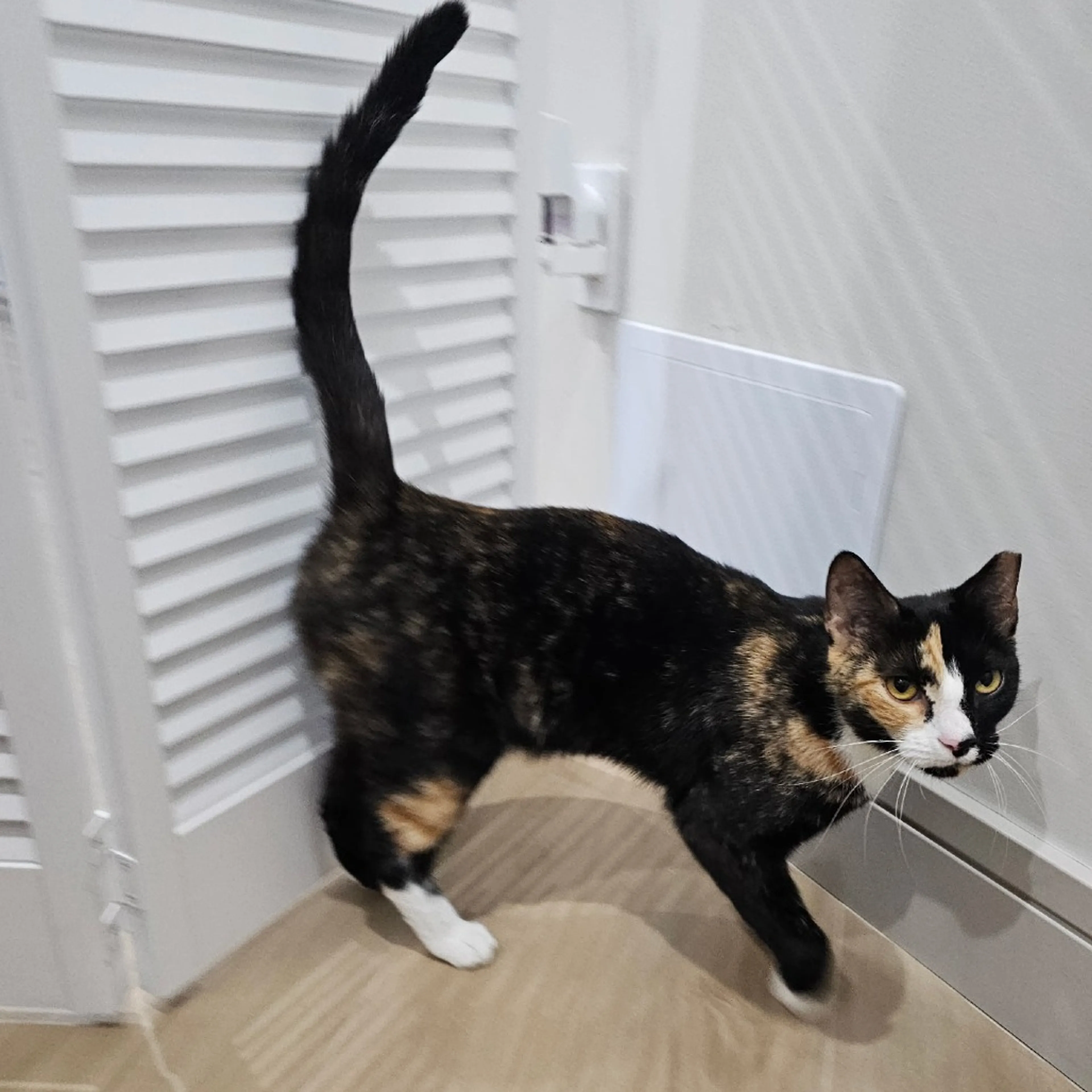 Found pet