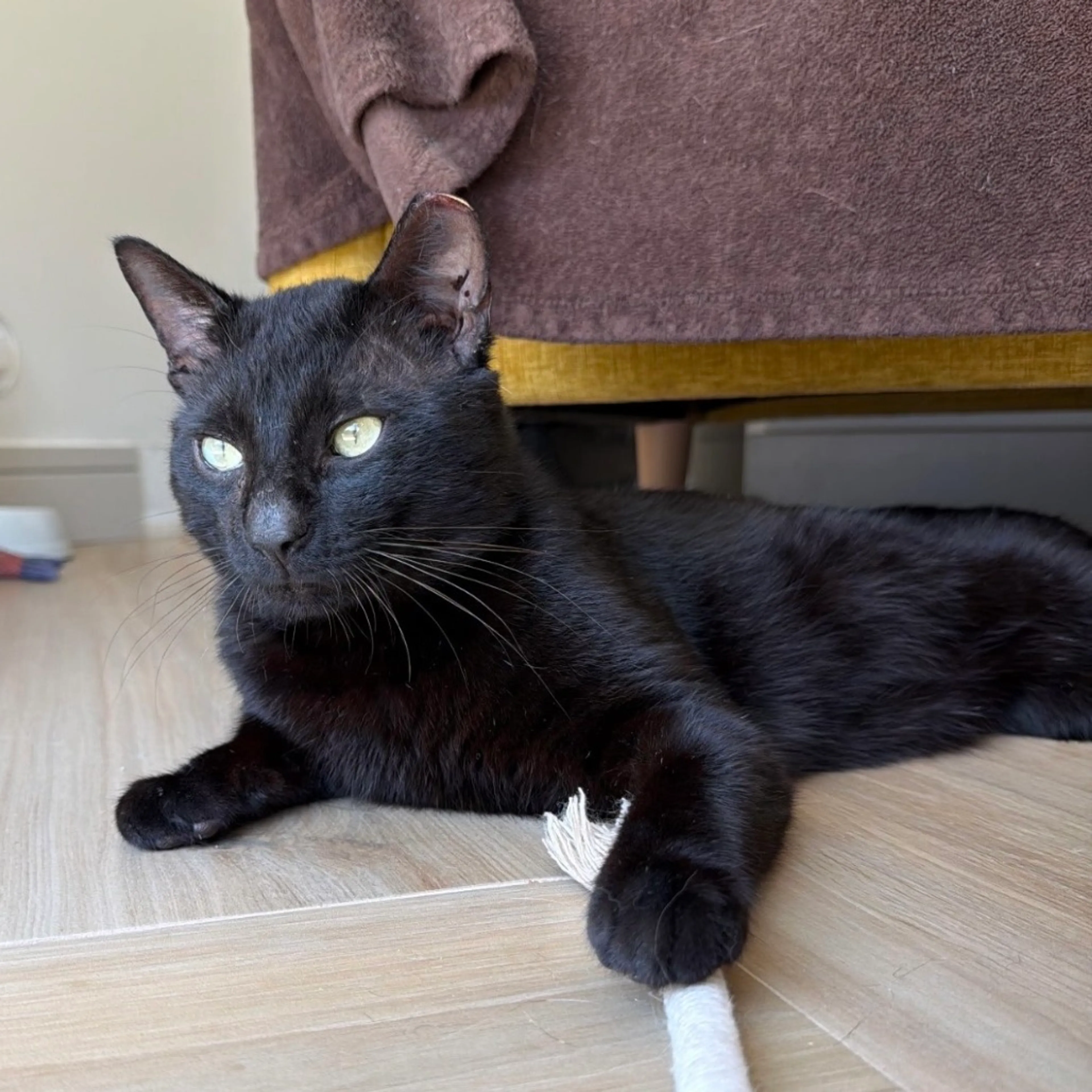 Found pet-1