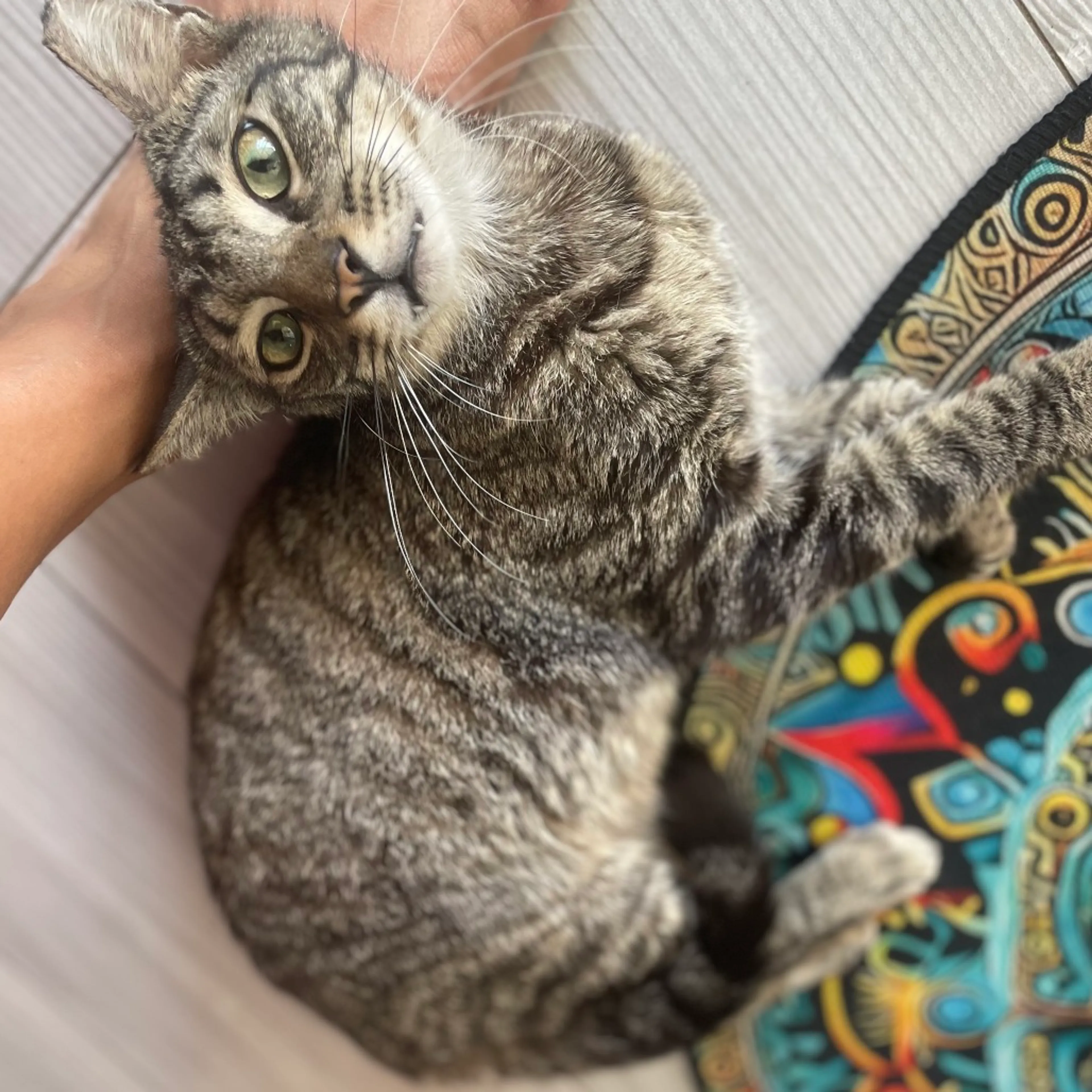 Found pet-1
