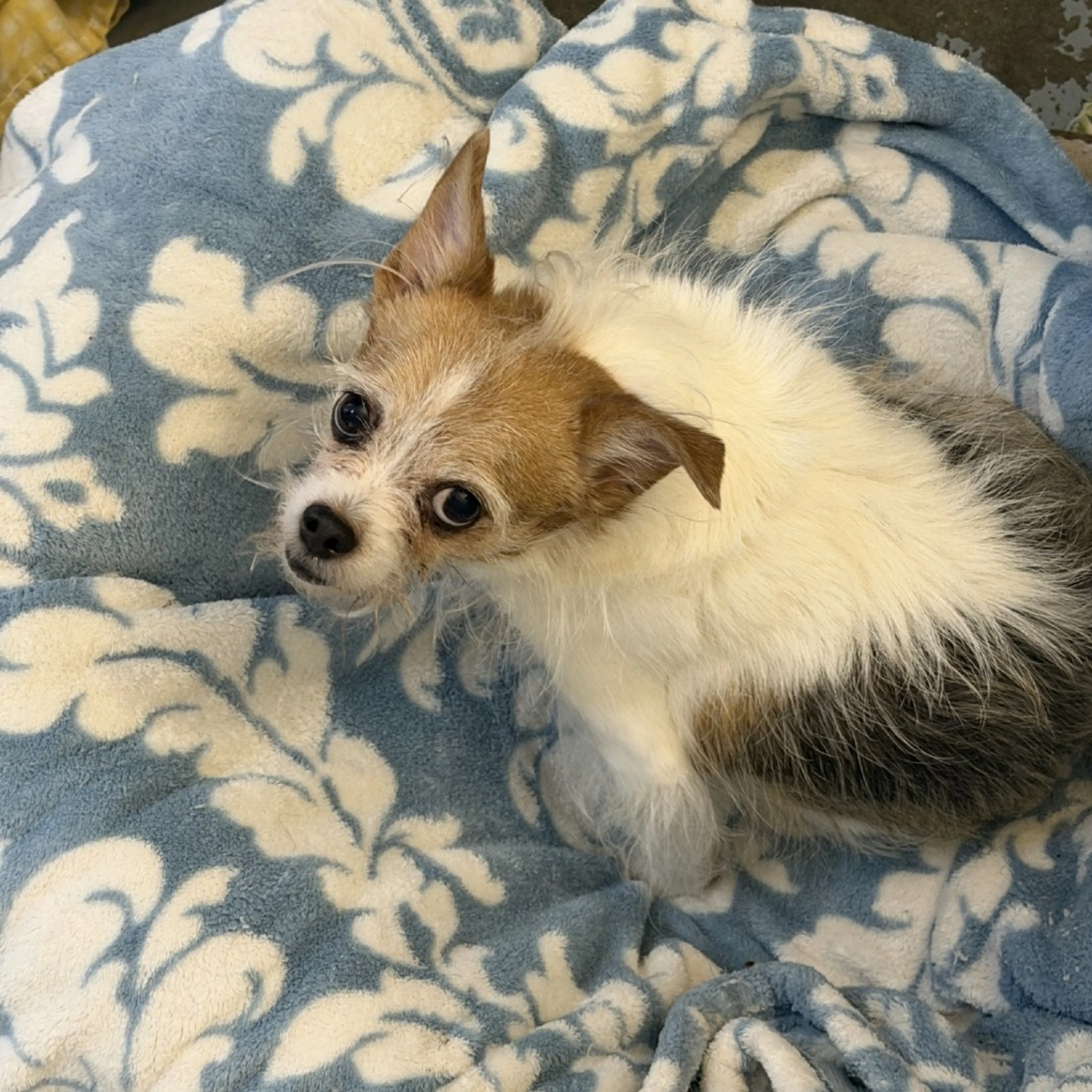 Found pet