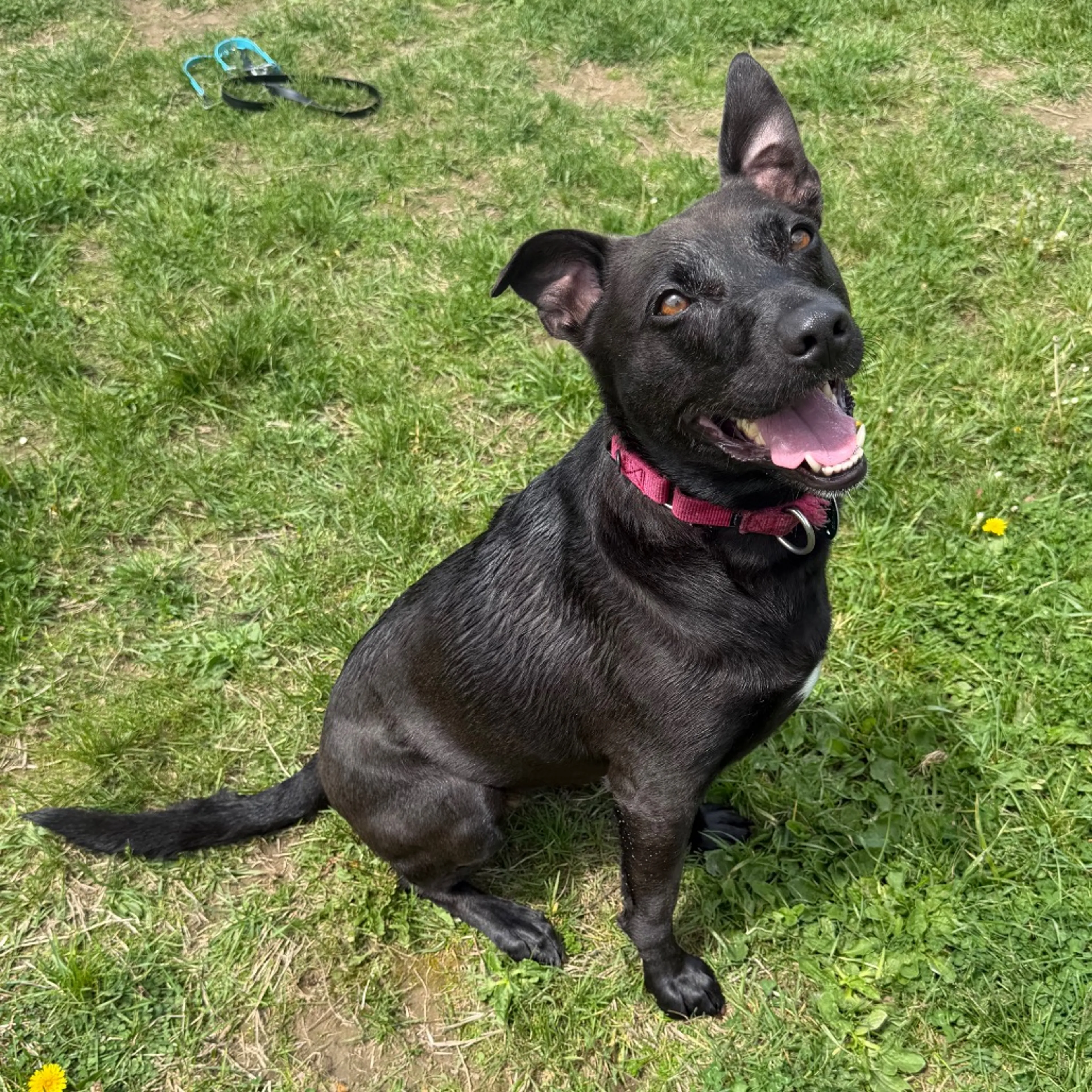 Found pet-8