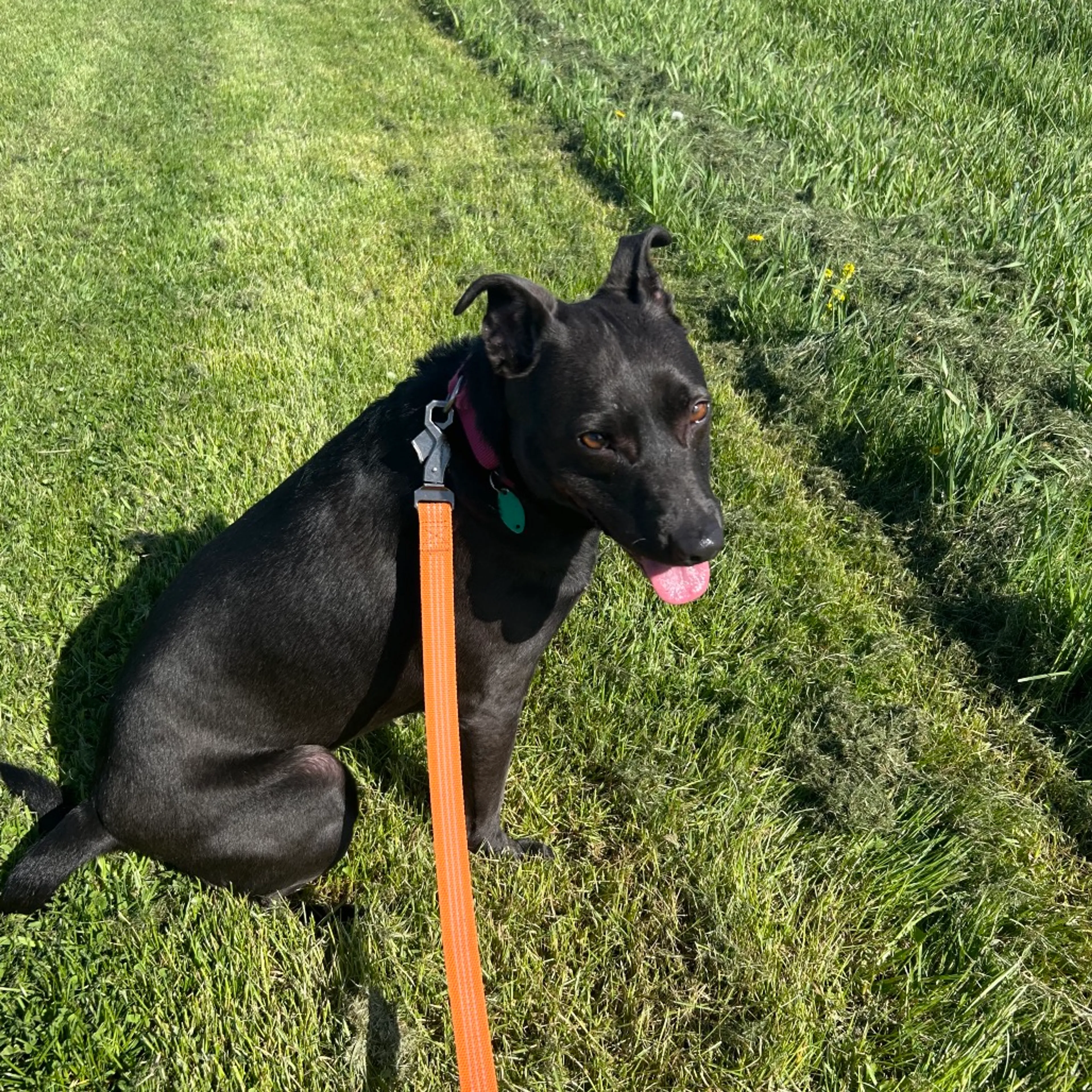 Found pet-5