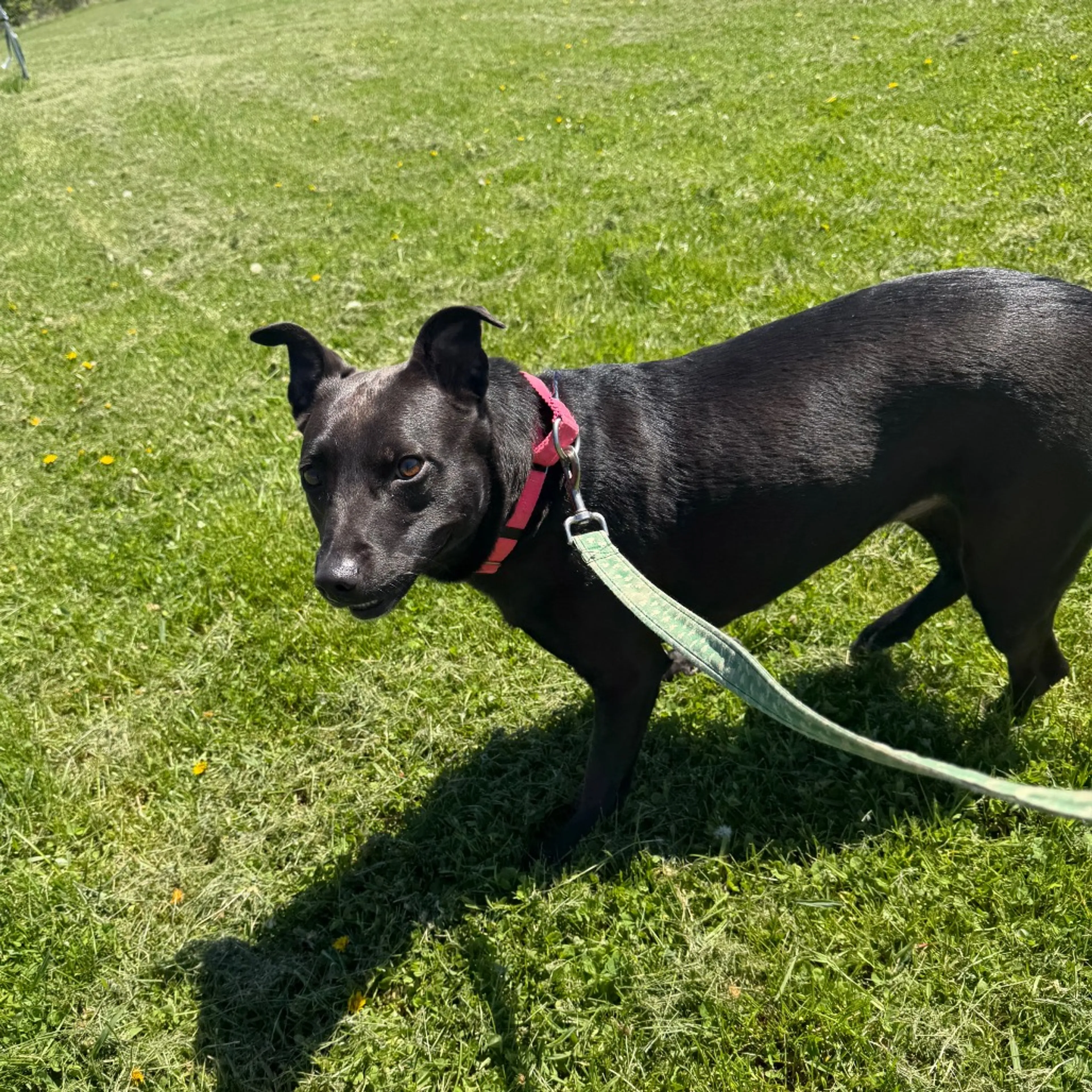 Found pet-2