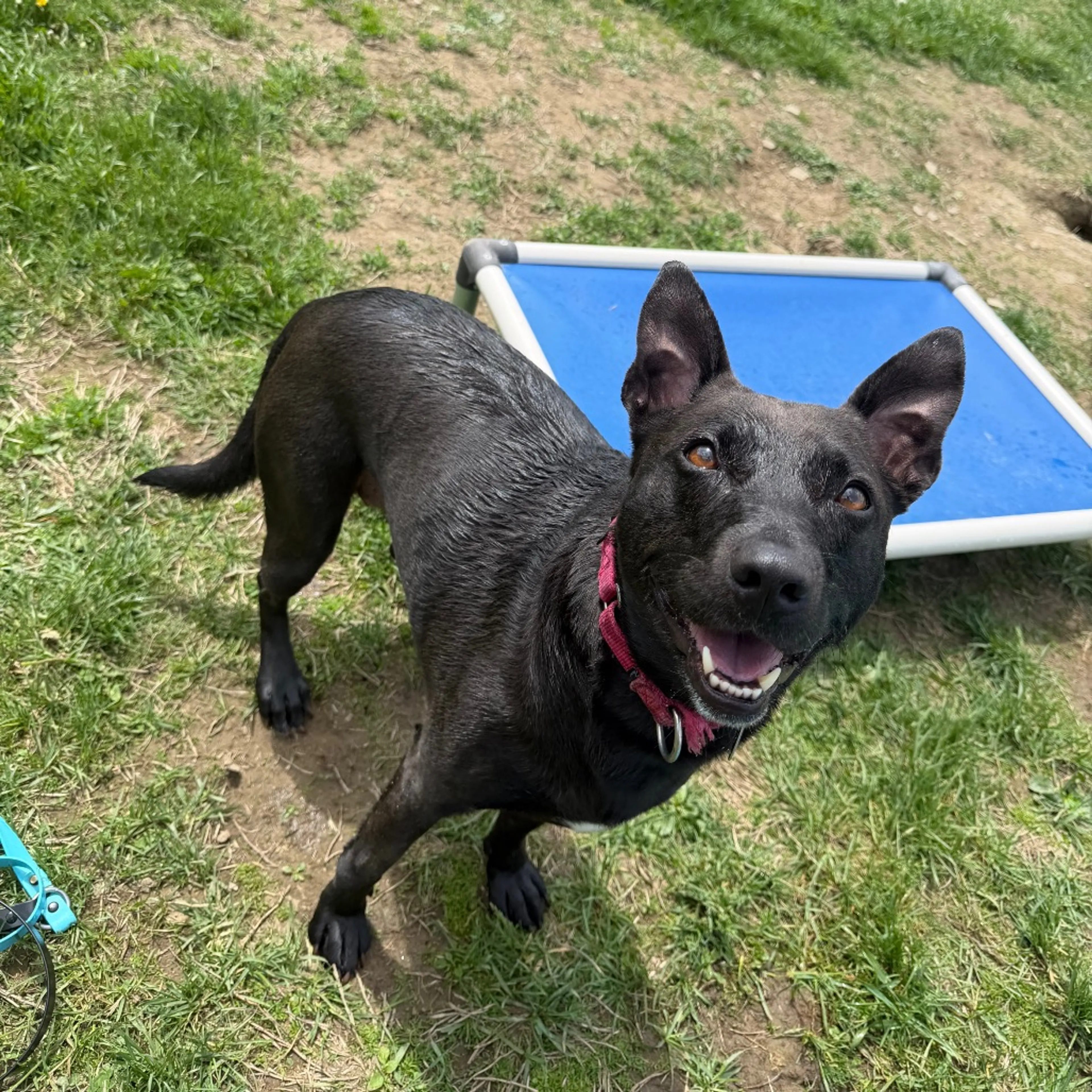 Found pet-7