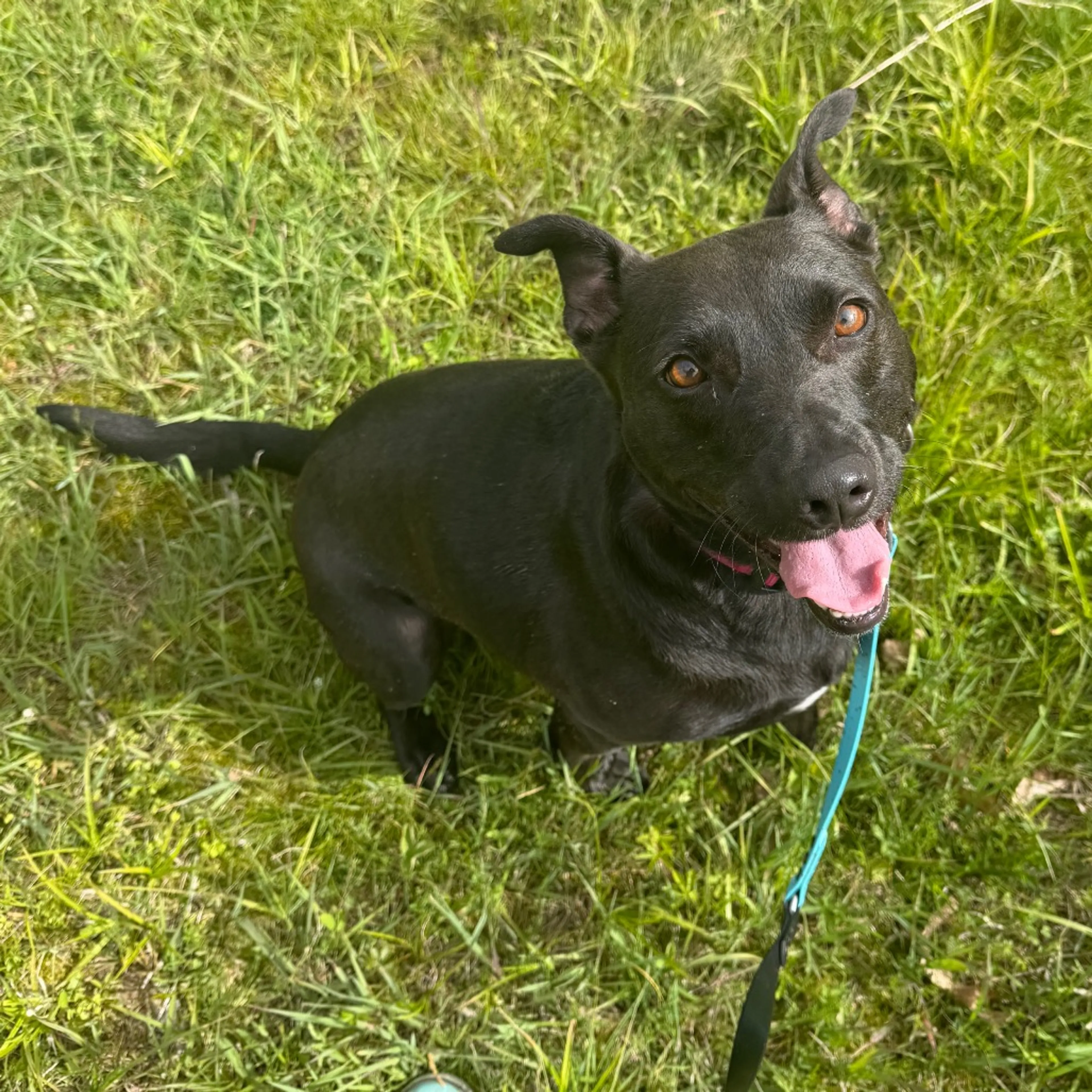 Found pet-6