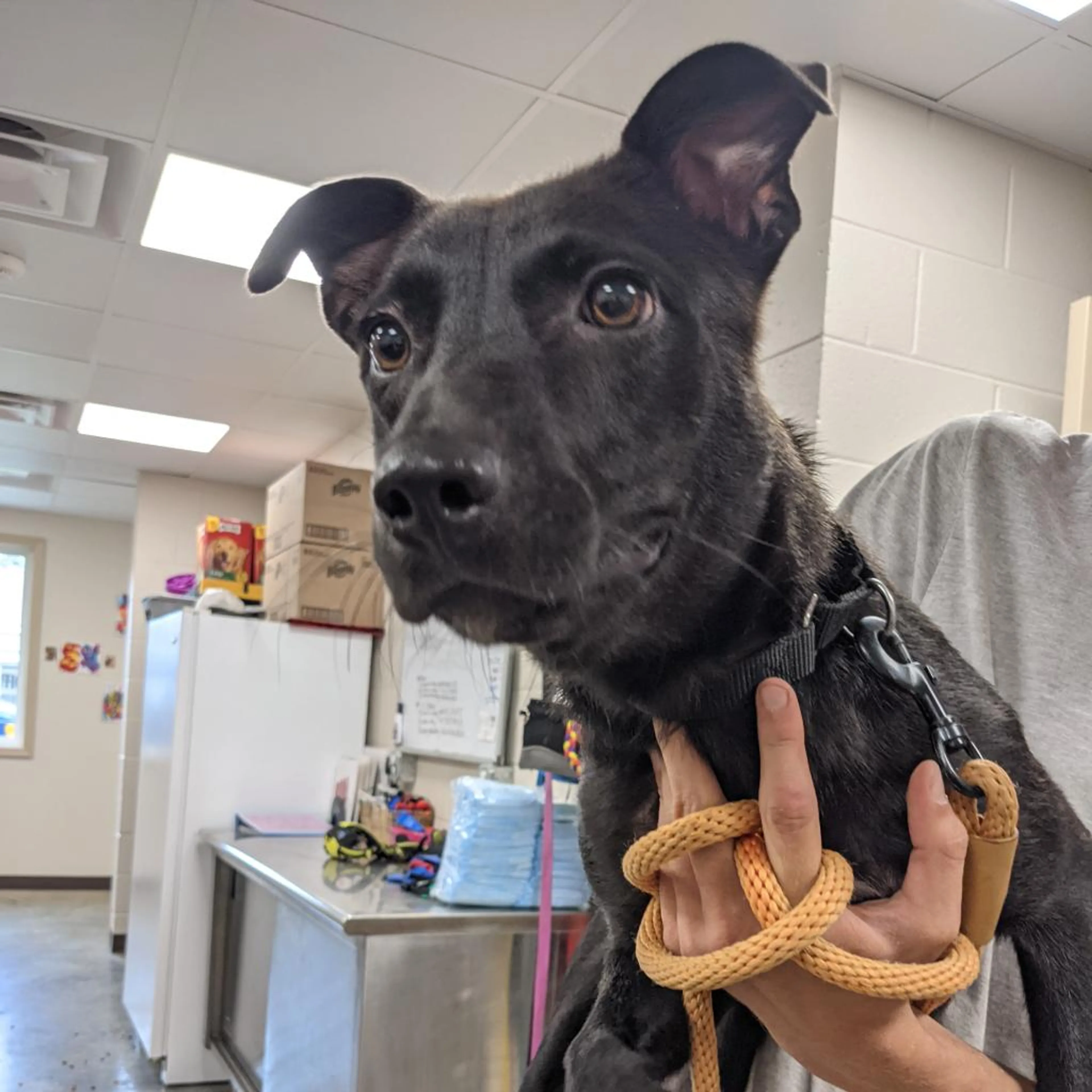 Found pet-1