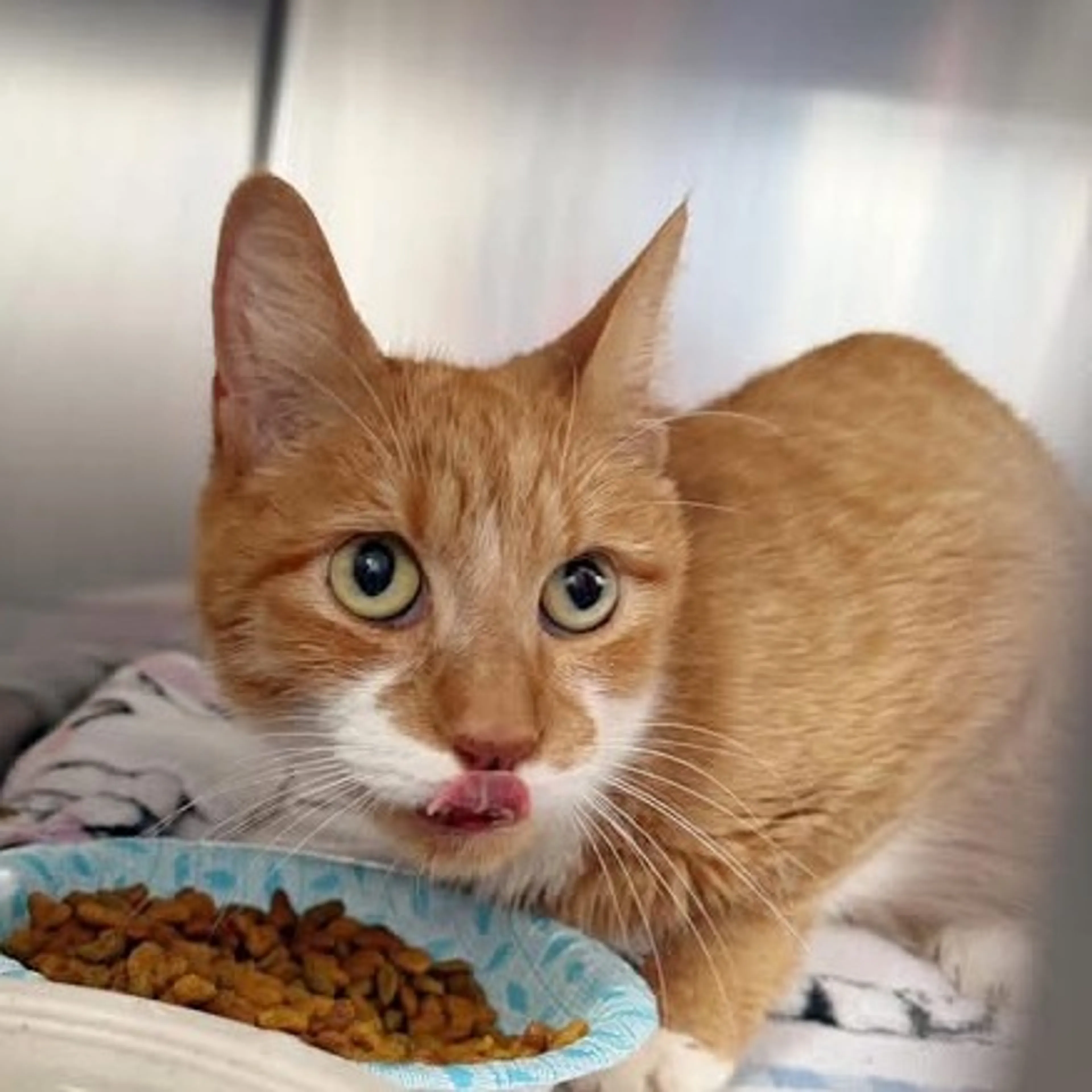 Found pet