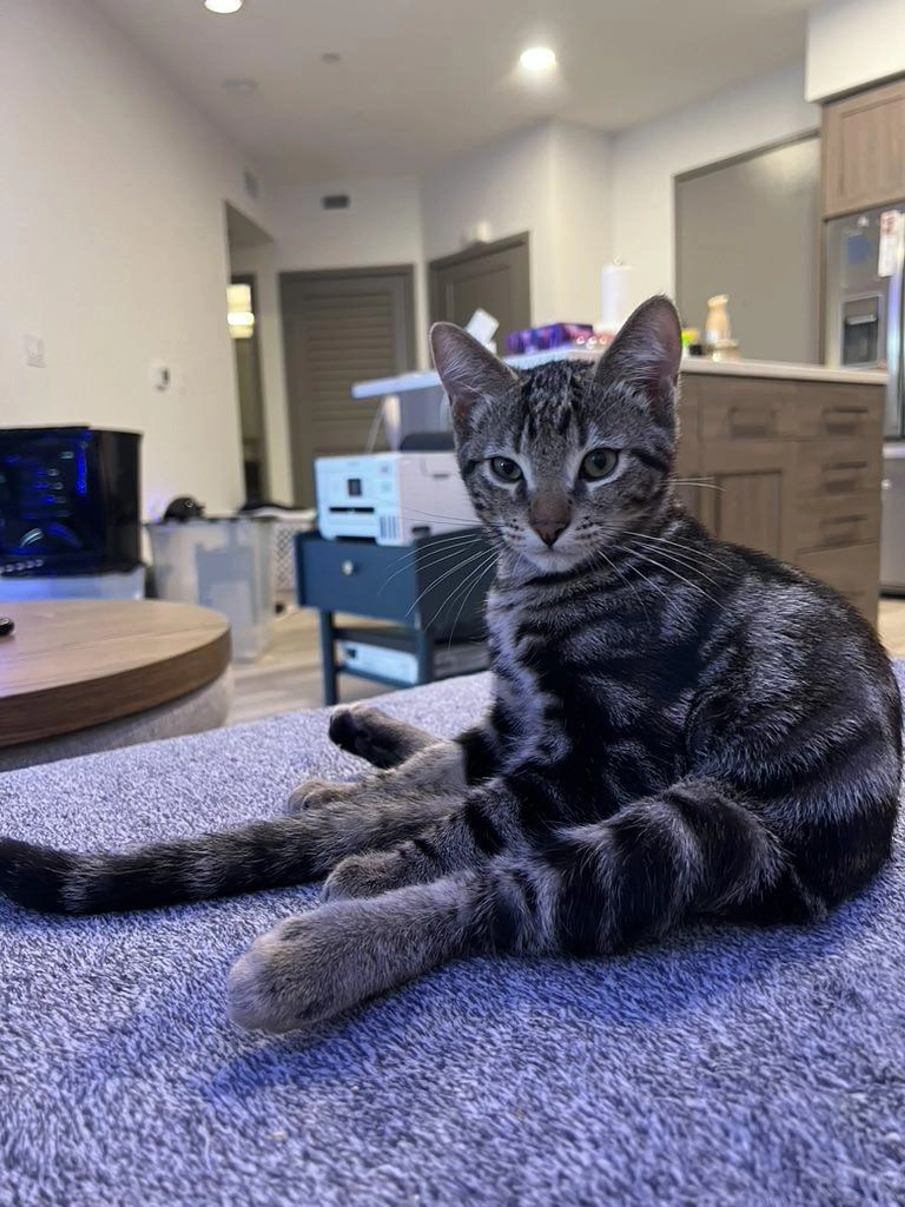 Found pet-1